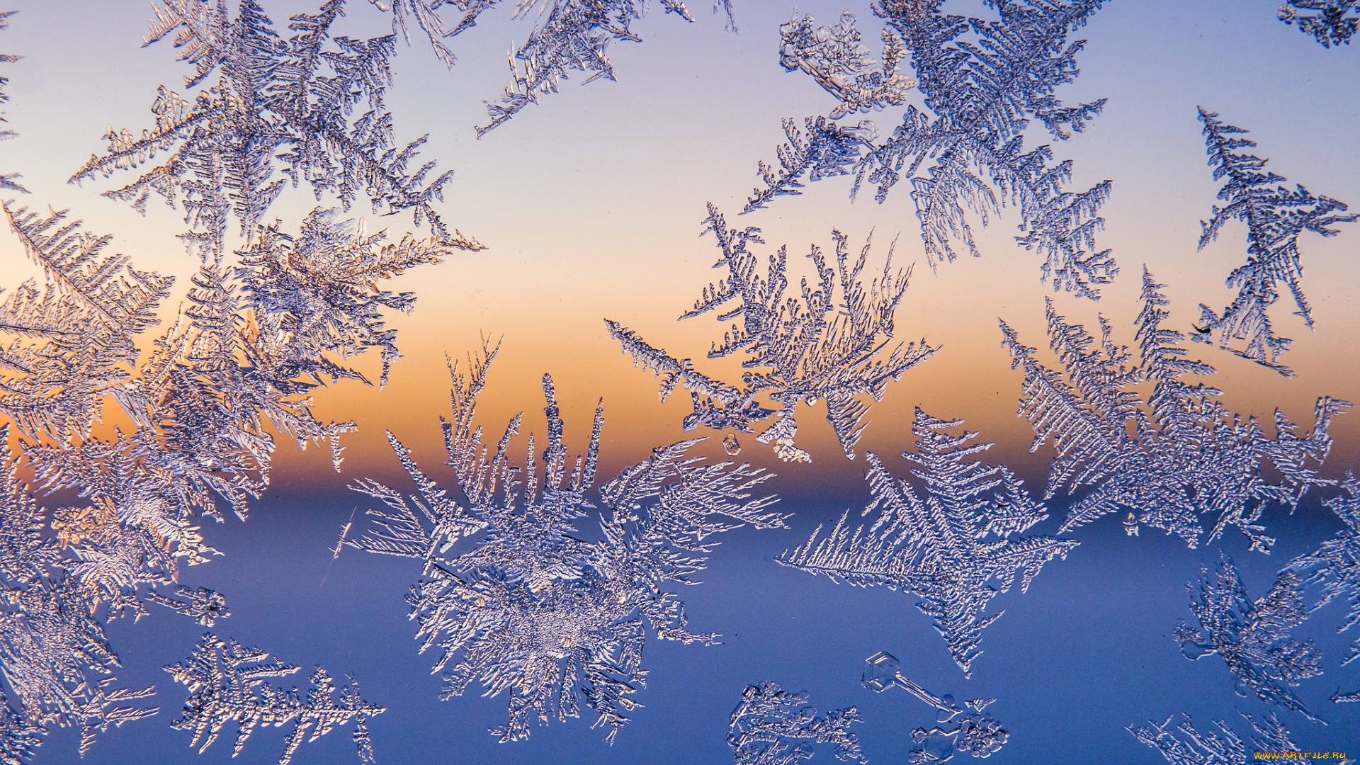 природа, макро, простор