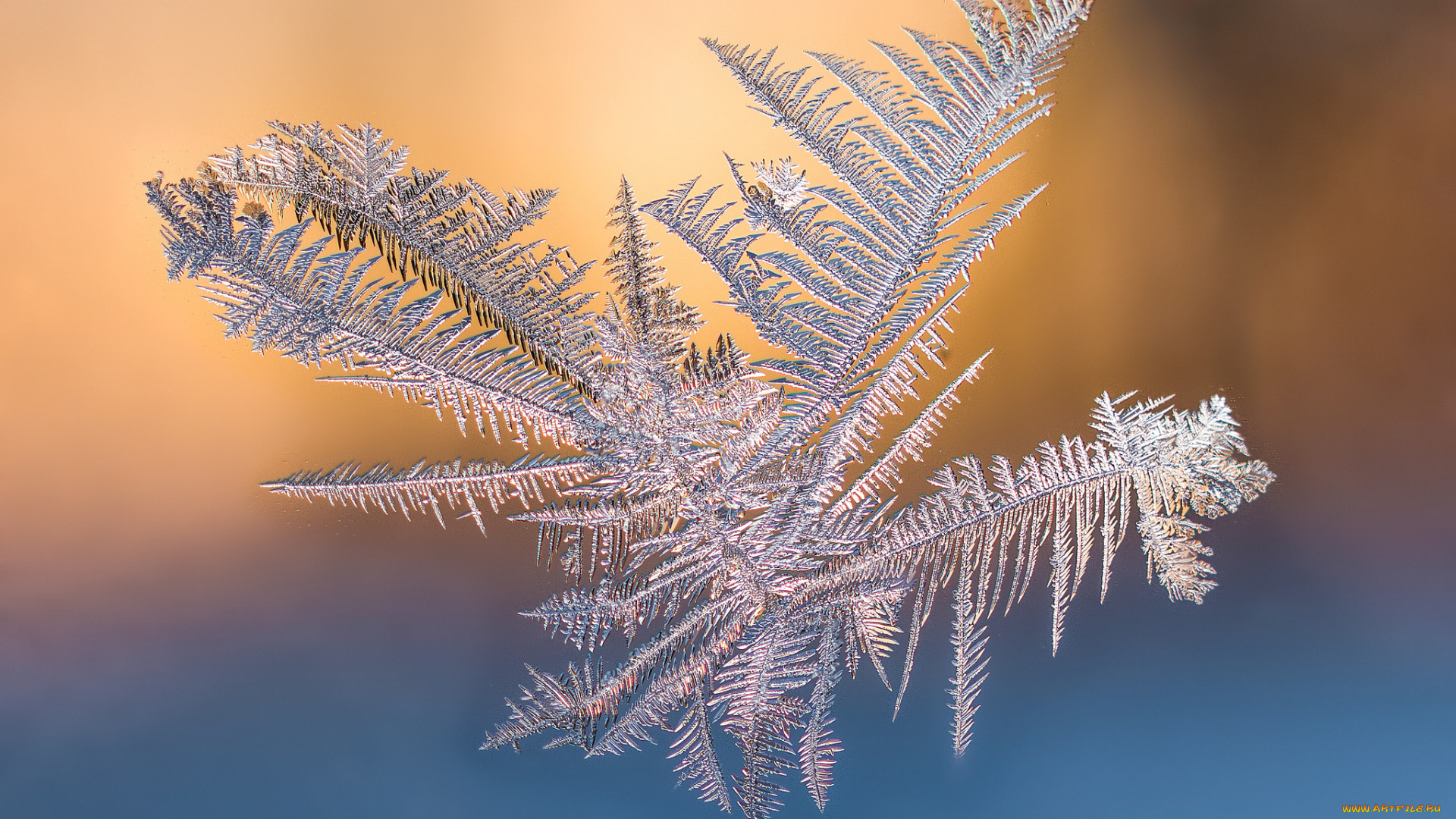 природа, макро, простор