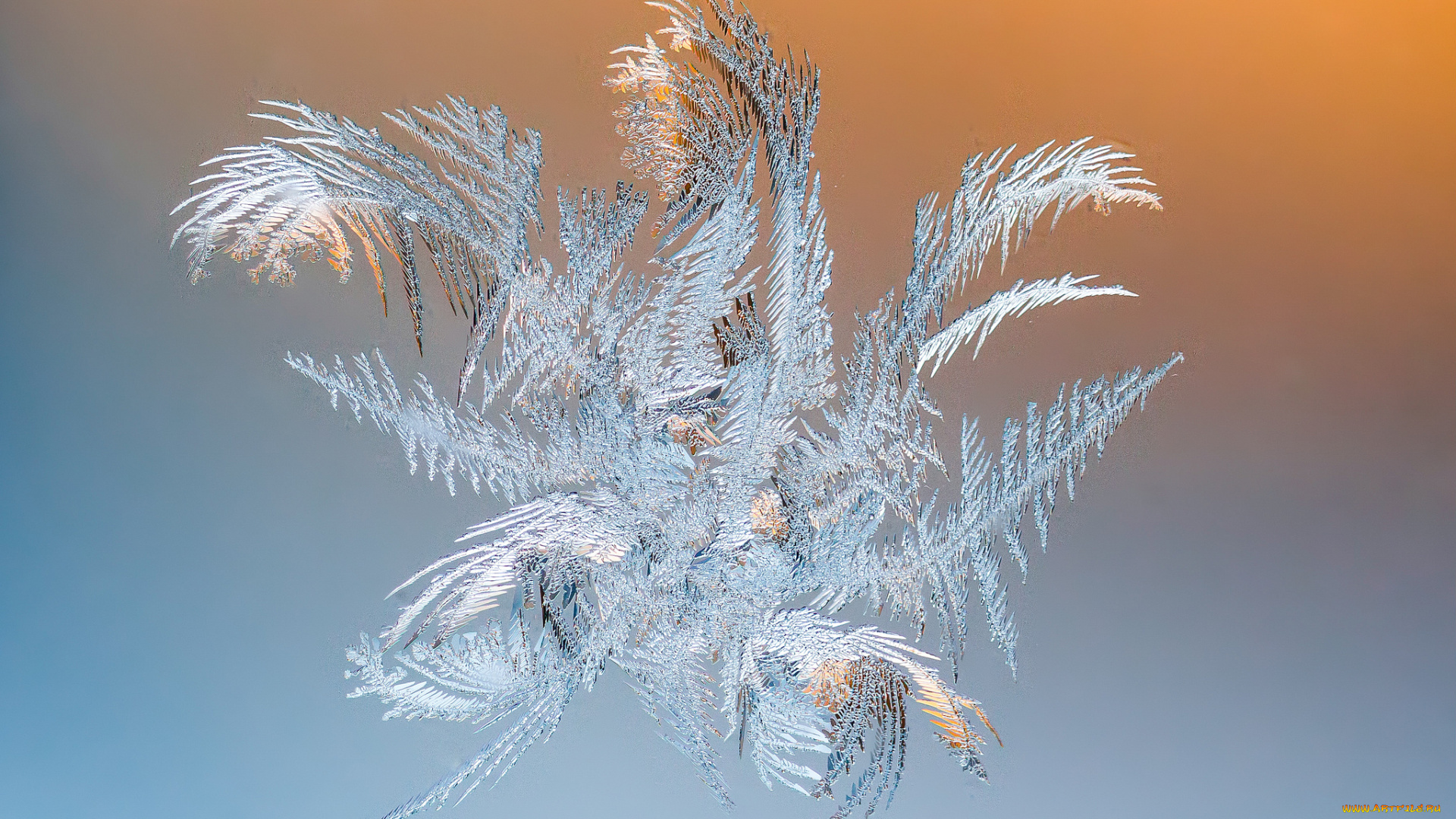 природа, макро, простор