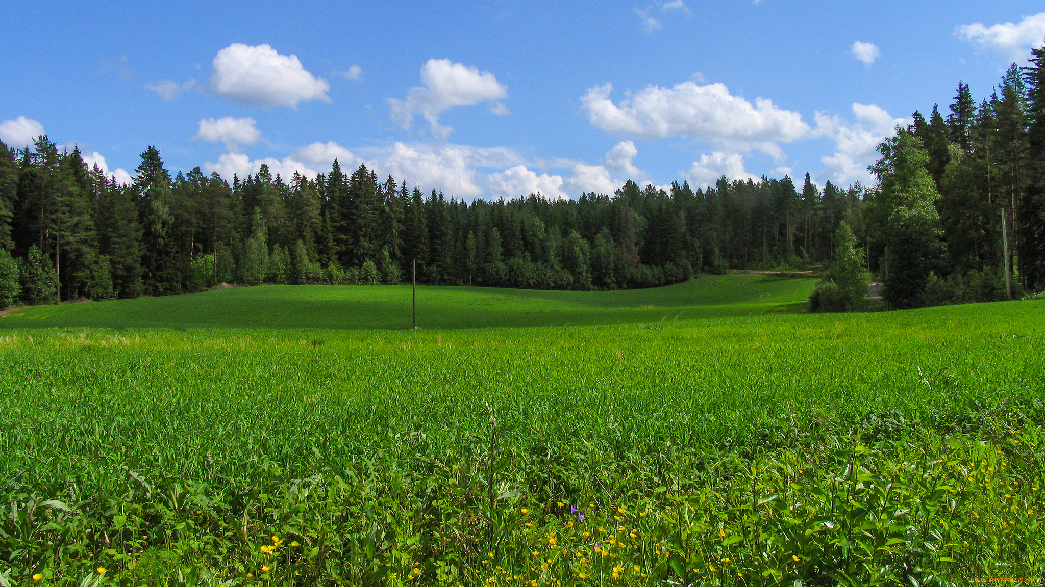 природа, луга, простор