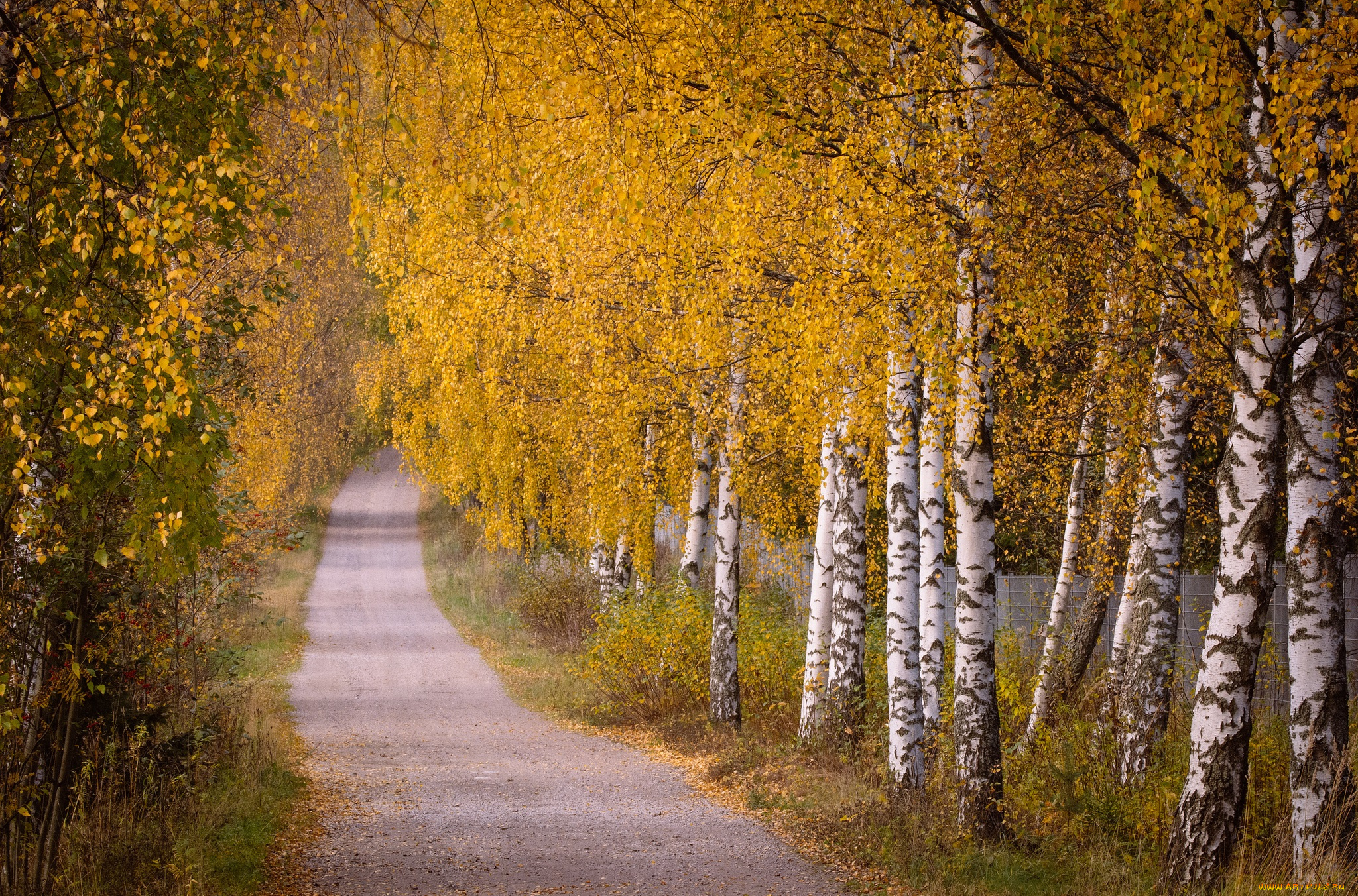 природа, дороги, простор