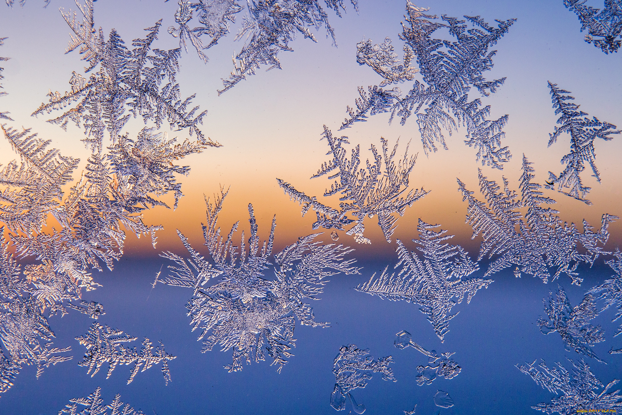 природа, макро, простор