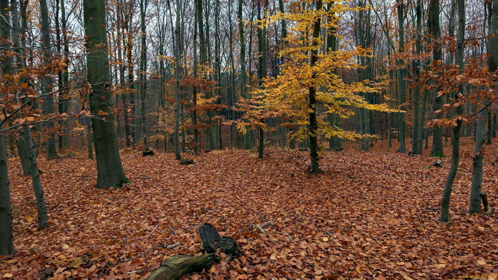 природа, лес, осень, листопад