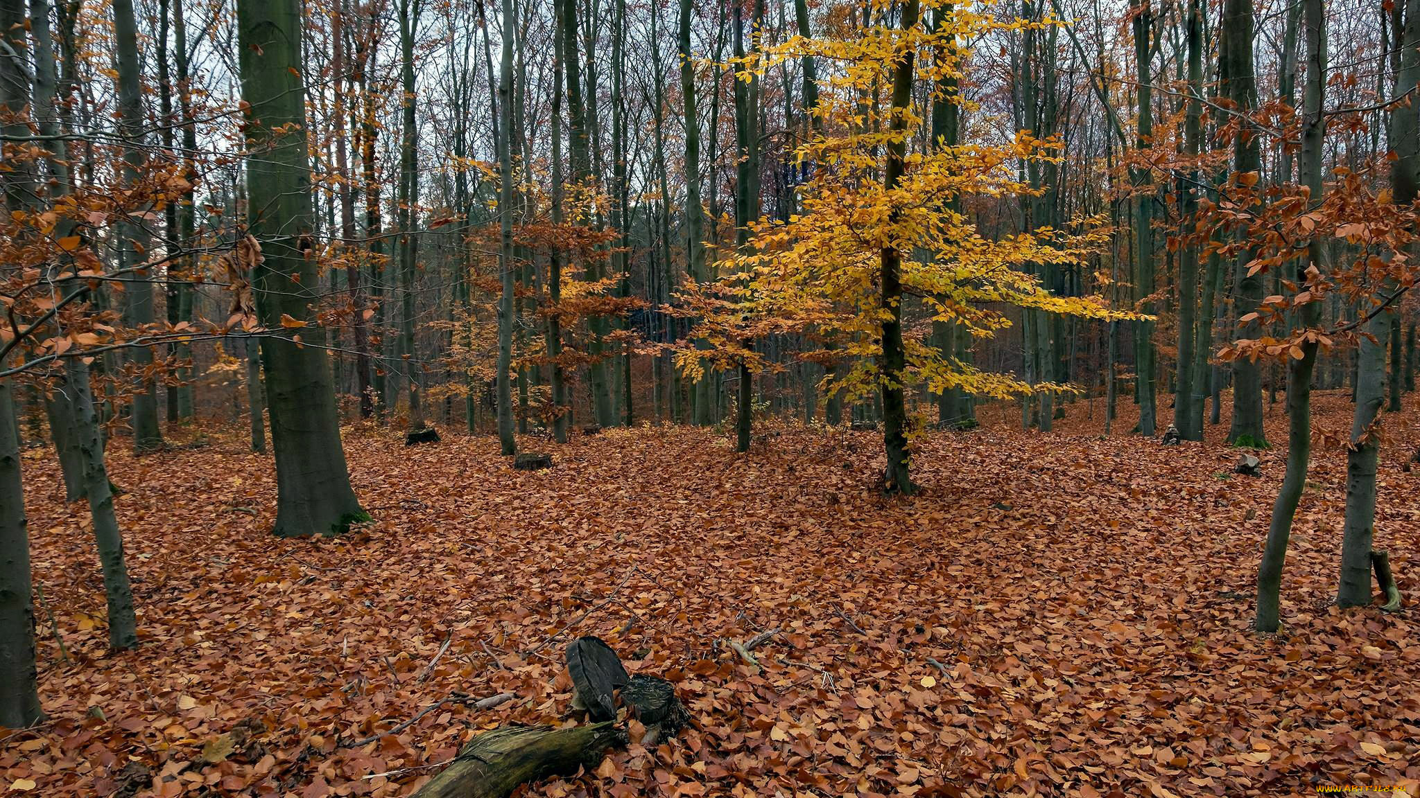 природа, лес, осень, листопад