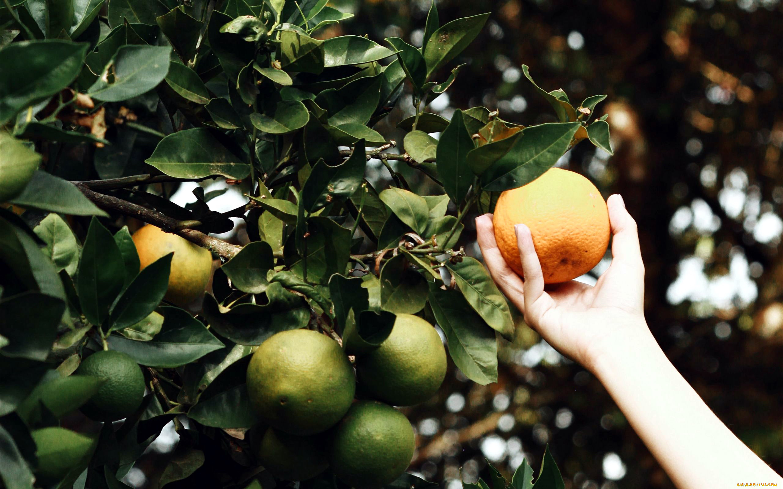 природа, плоды, апельсин