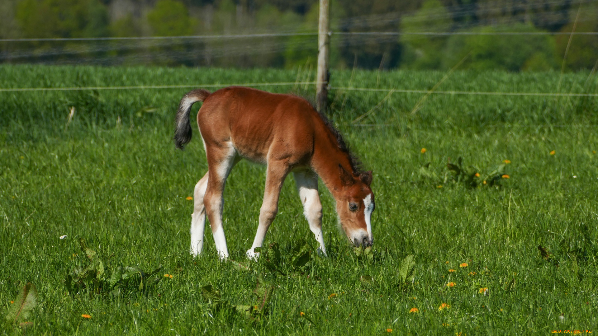 животные, лошади, жеребенок, пастбище