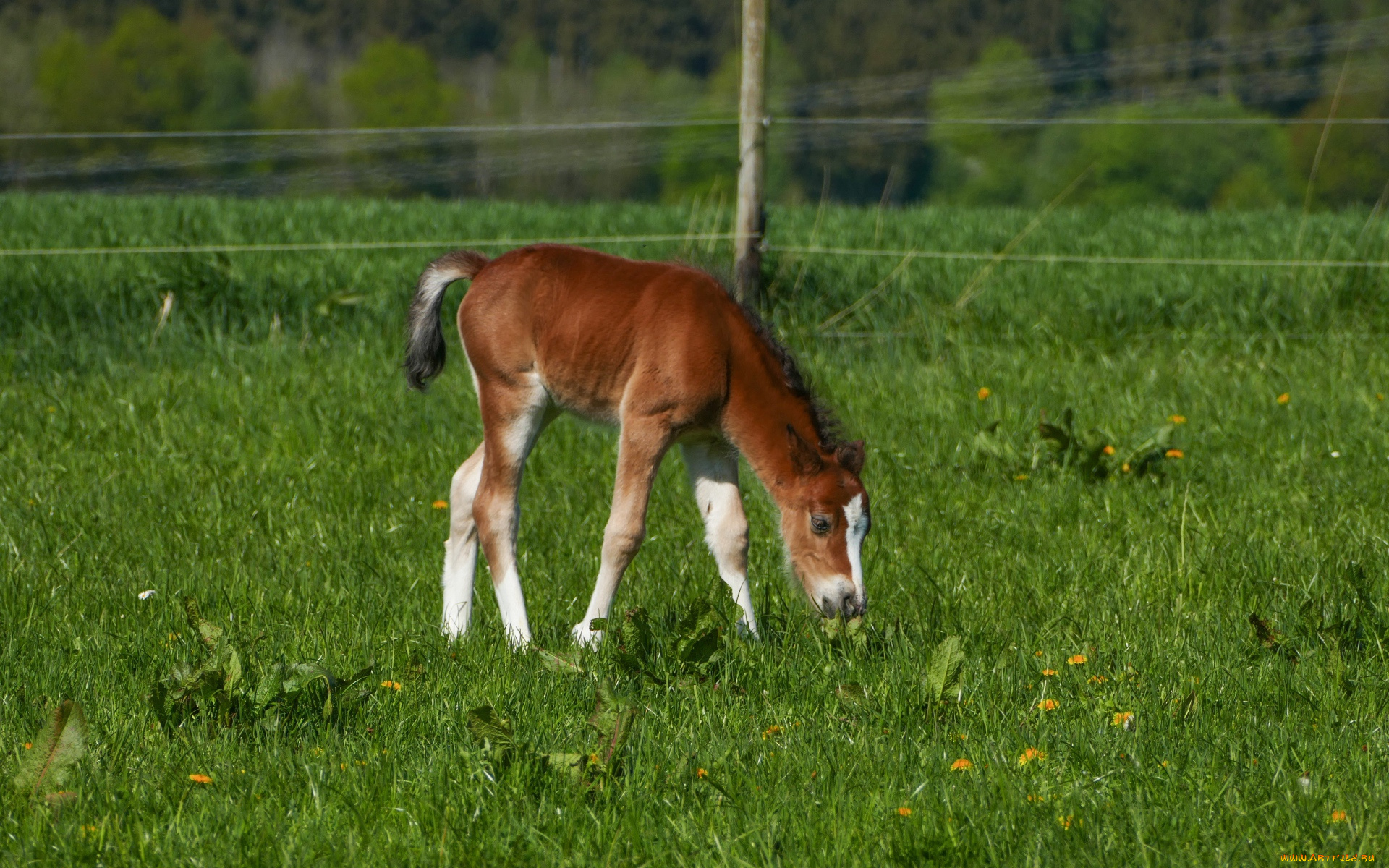 животные, лошади, жеребенок, пастбище