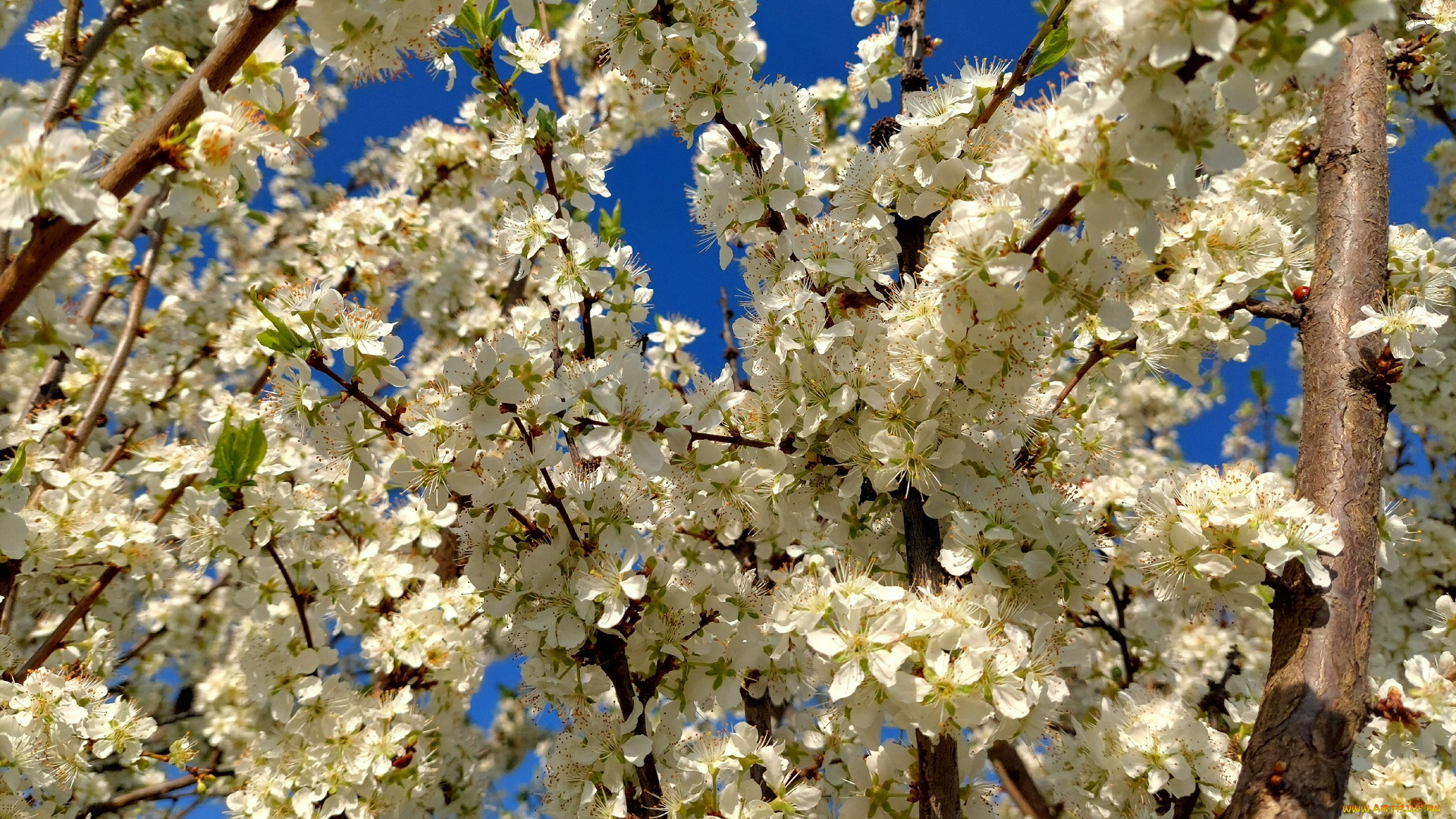 11, 04, 2022, цветы, цветущие, деревья, , , кустарники, весна