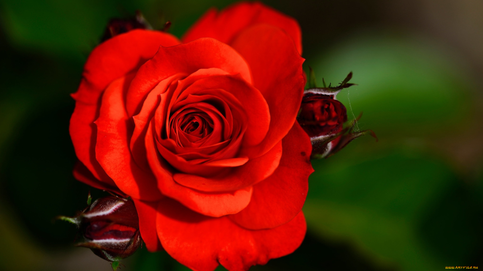 цветы, розы, алая, роза, макро