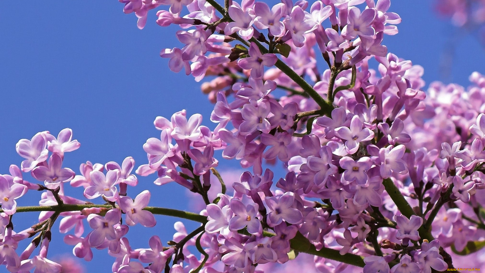 цветы, сирень, ветки, небо