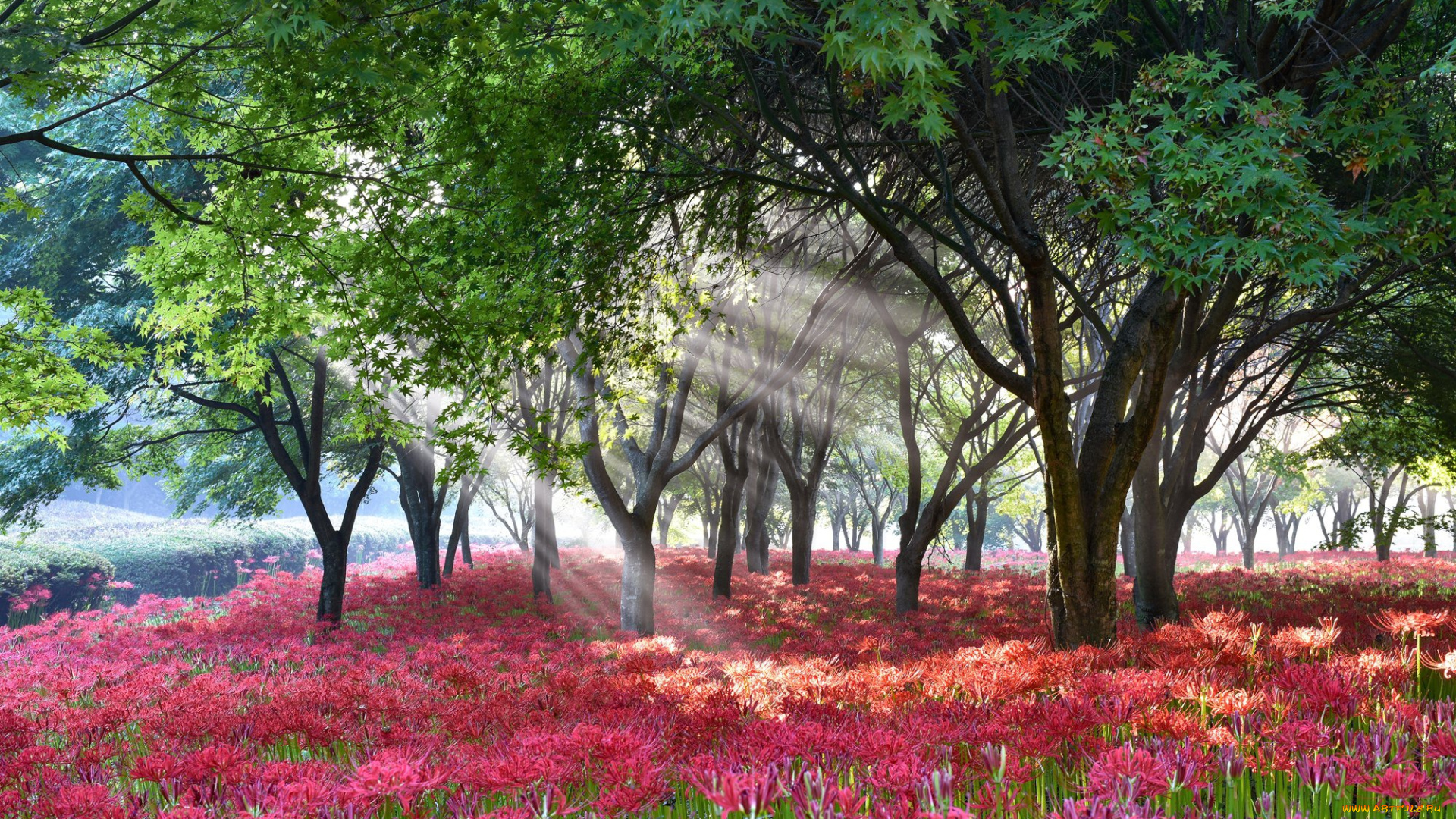 природа, парк, цветы, ликорис