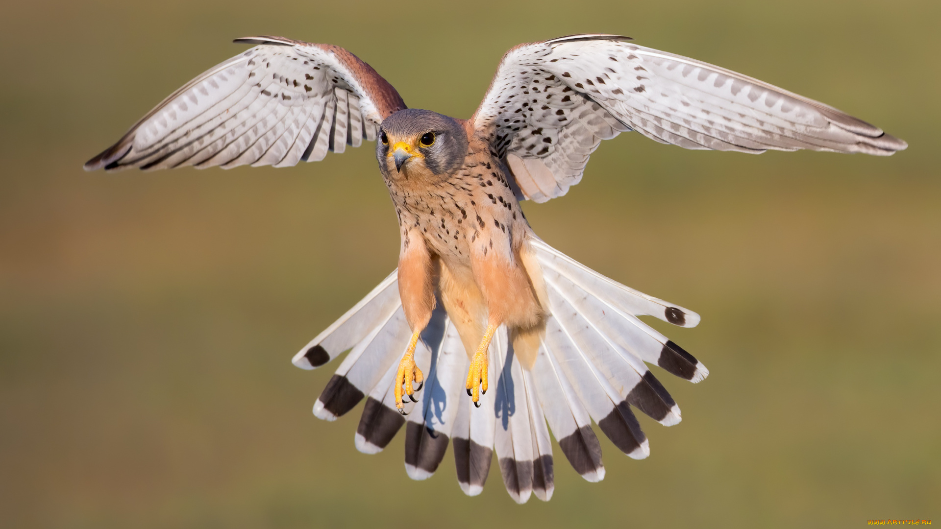 животные, птицы, -, хищники, полет, фон, птица, хвост, сокол, пустельга, размах, крыльев