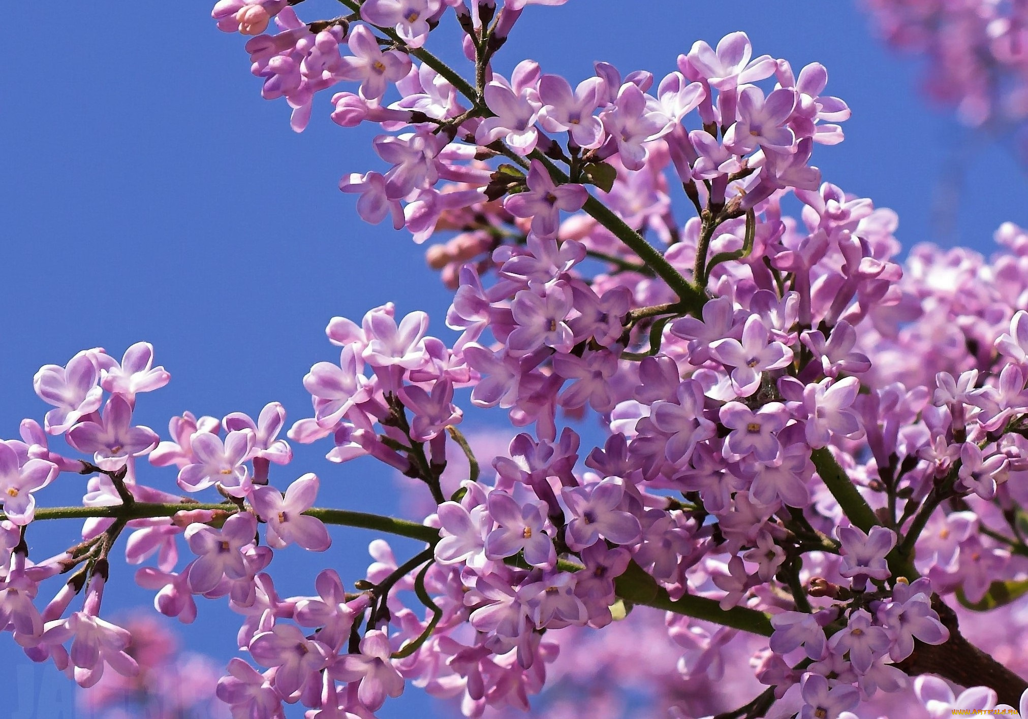 цветы, сирень, ветки, небо