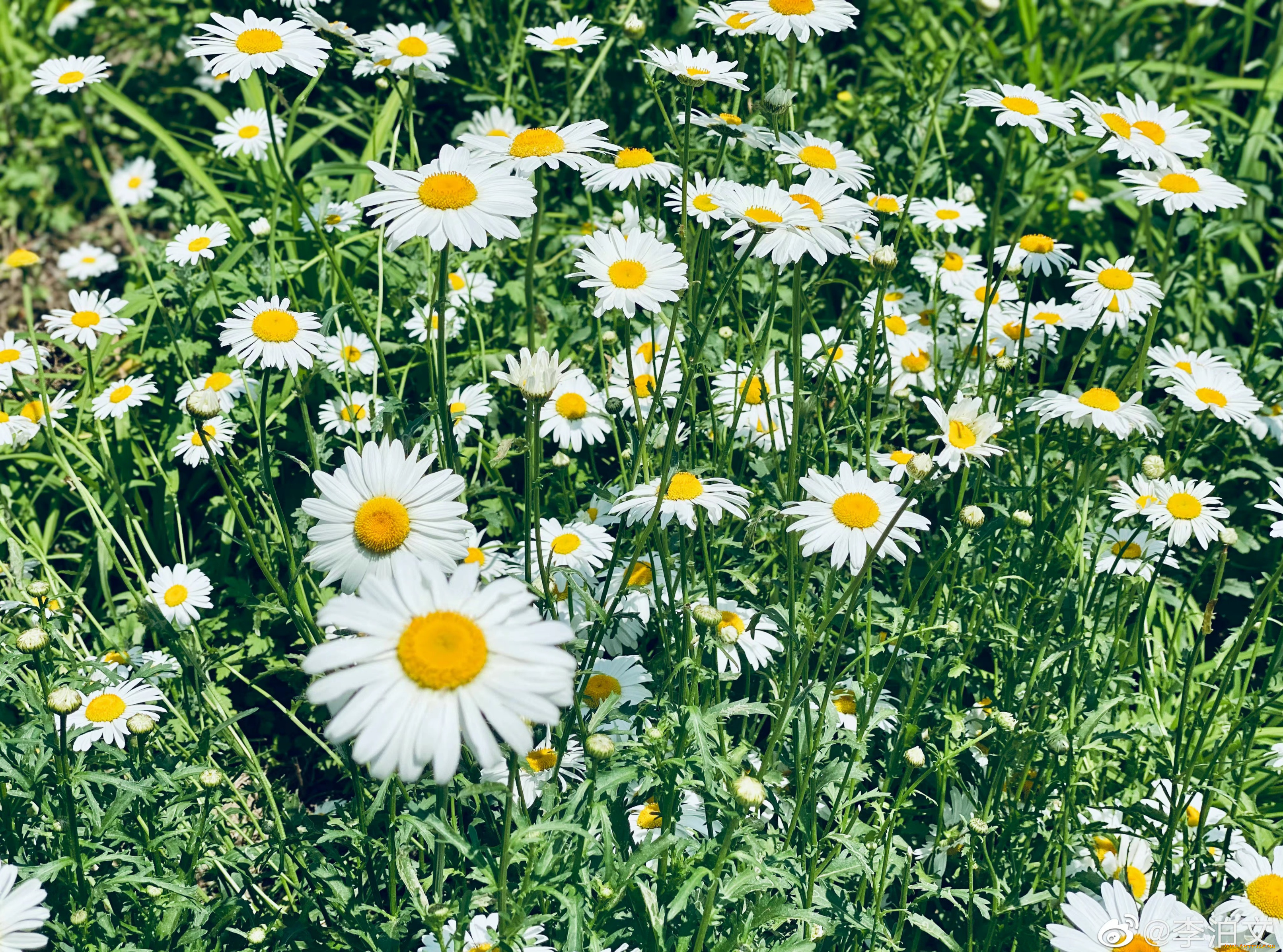 цветы, ромашки