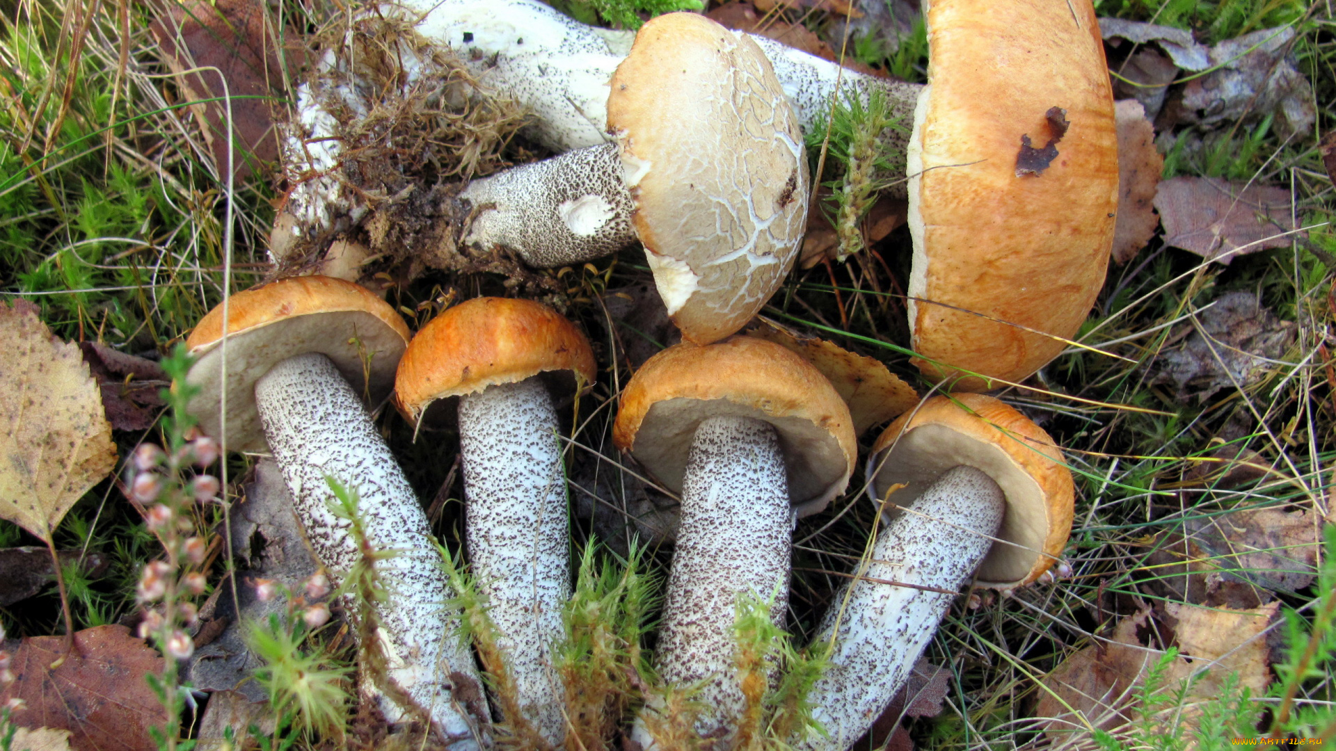 еда, грибы, , грибные, блюда, лесные, подосиновики