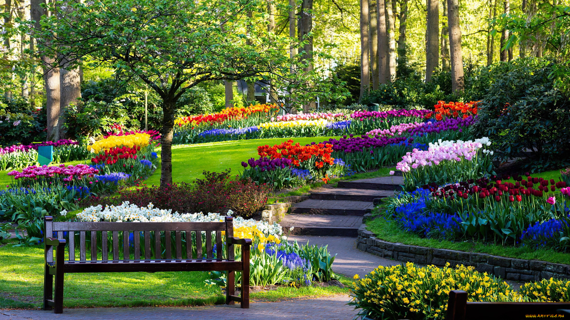 keukenhof, garden, netherlands, природа, парк, keukenhof, garden