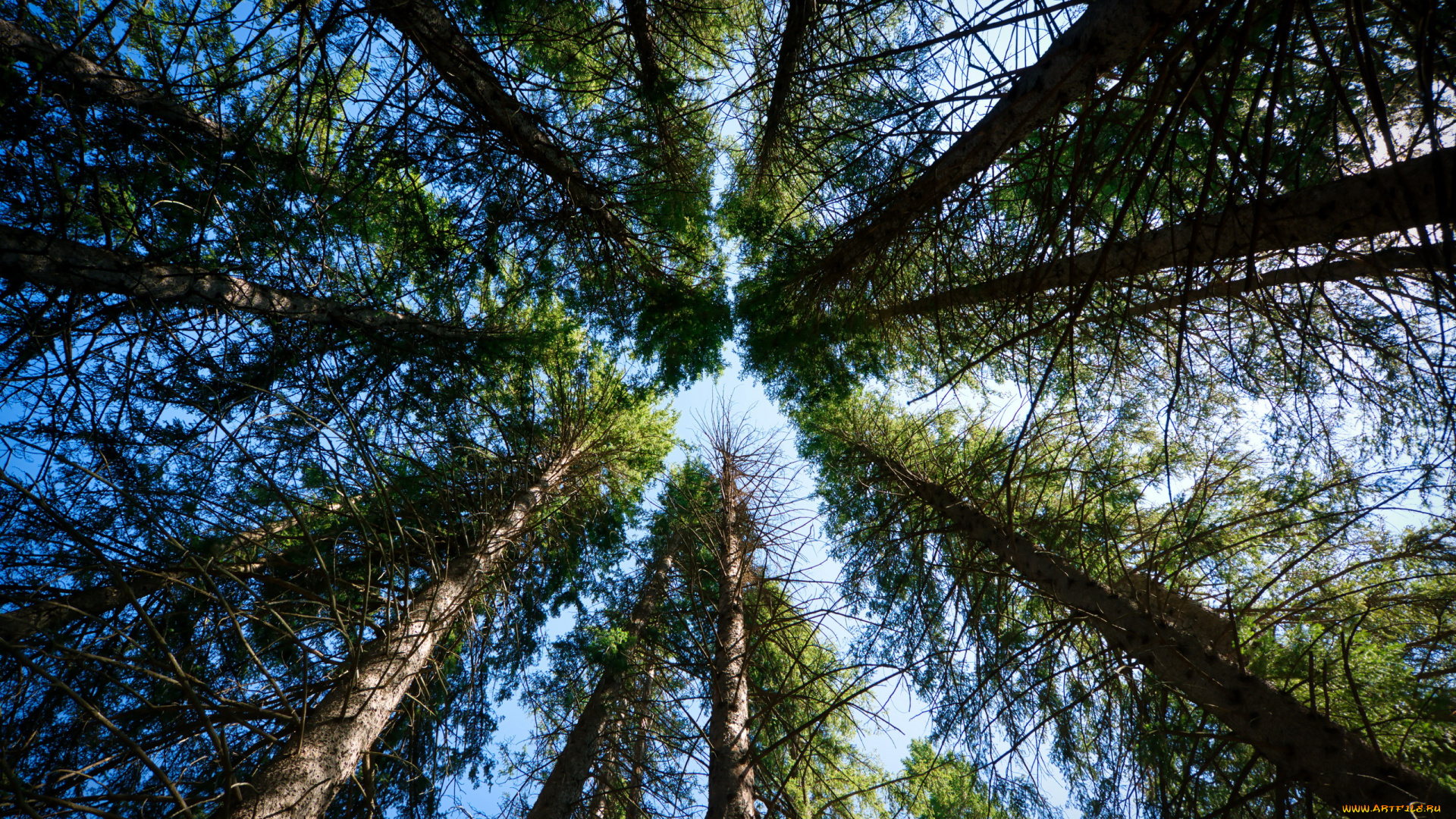 природа, деревья, небо, сосны, стволы