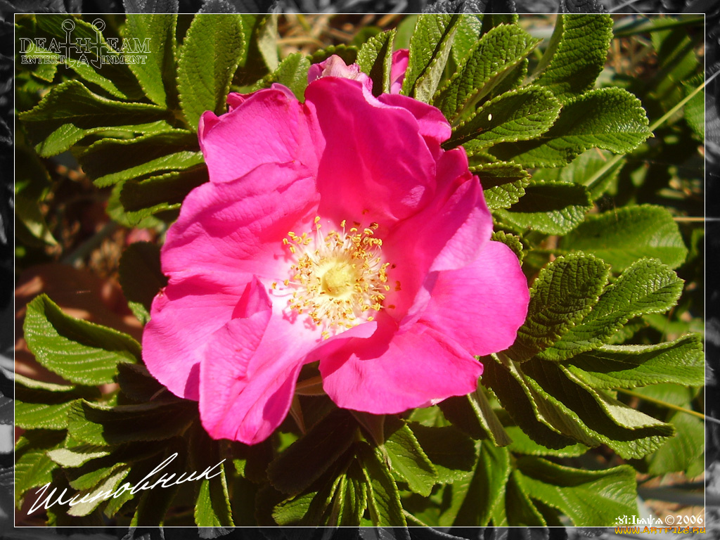 шиповник, цветы