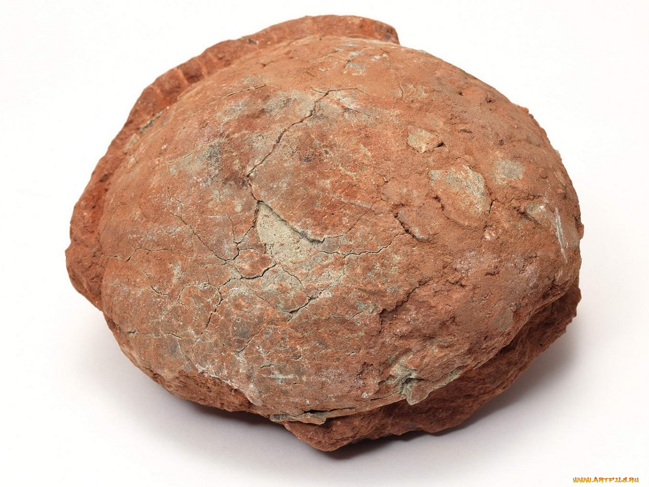 разное, ракушки, кораллы, декоративные, spa, камни