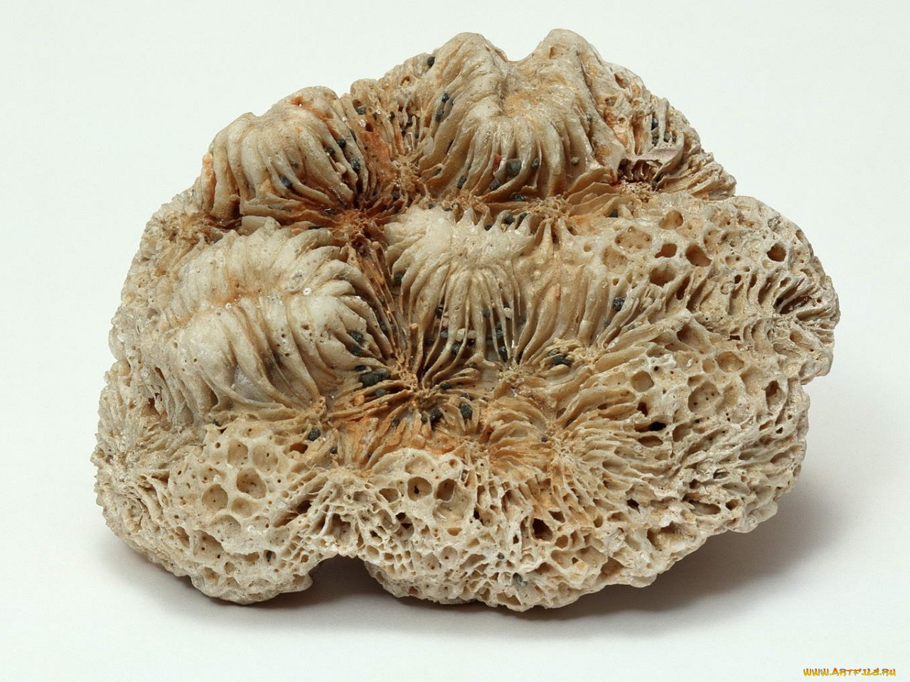 разное, ракушки, кораллы, декоративные, spa, камни