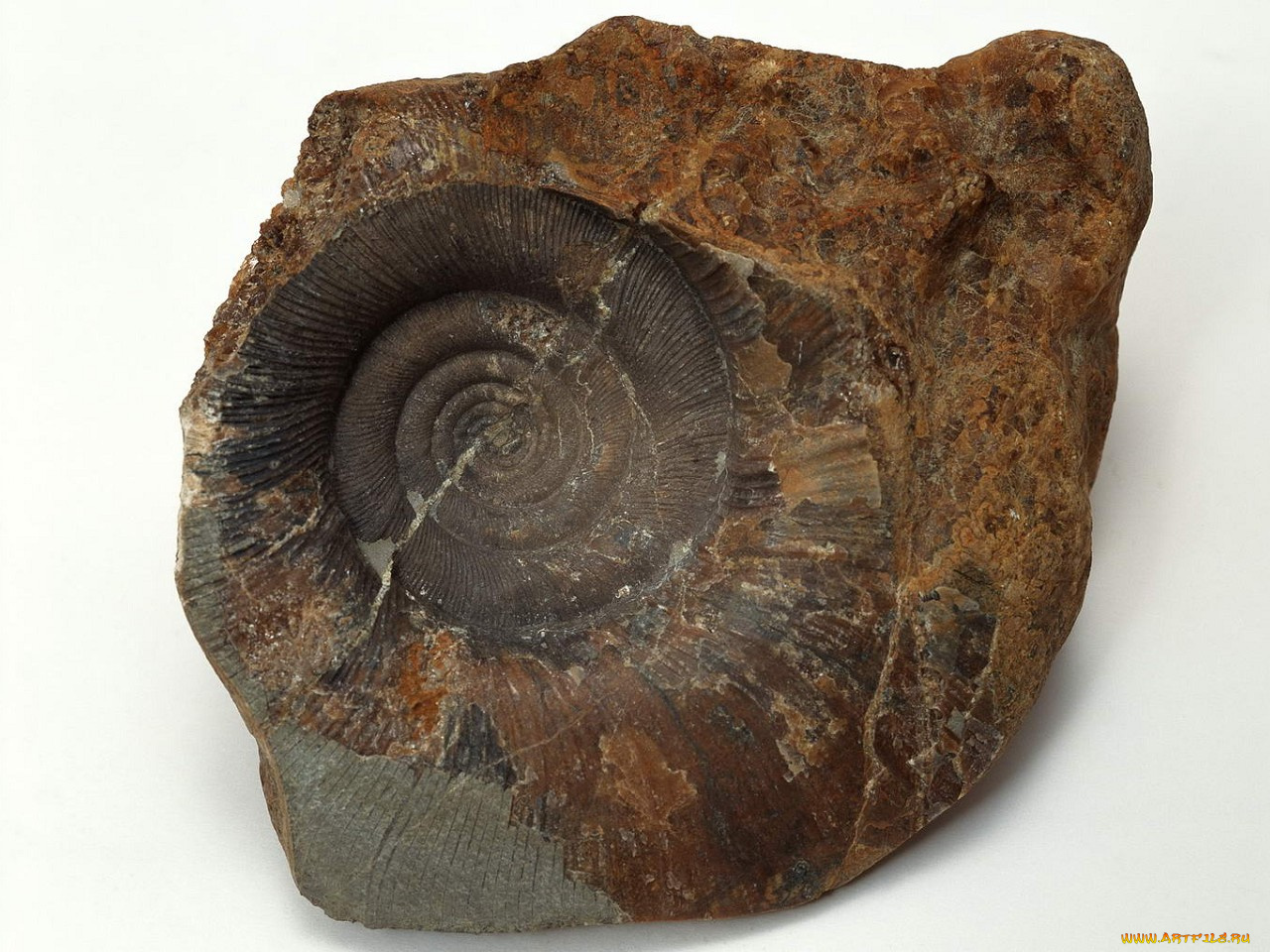 разное, ракушки, кораллы, декоративные, spa, камни