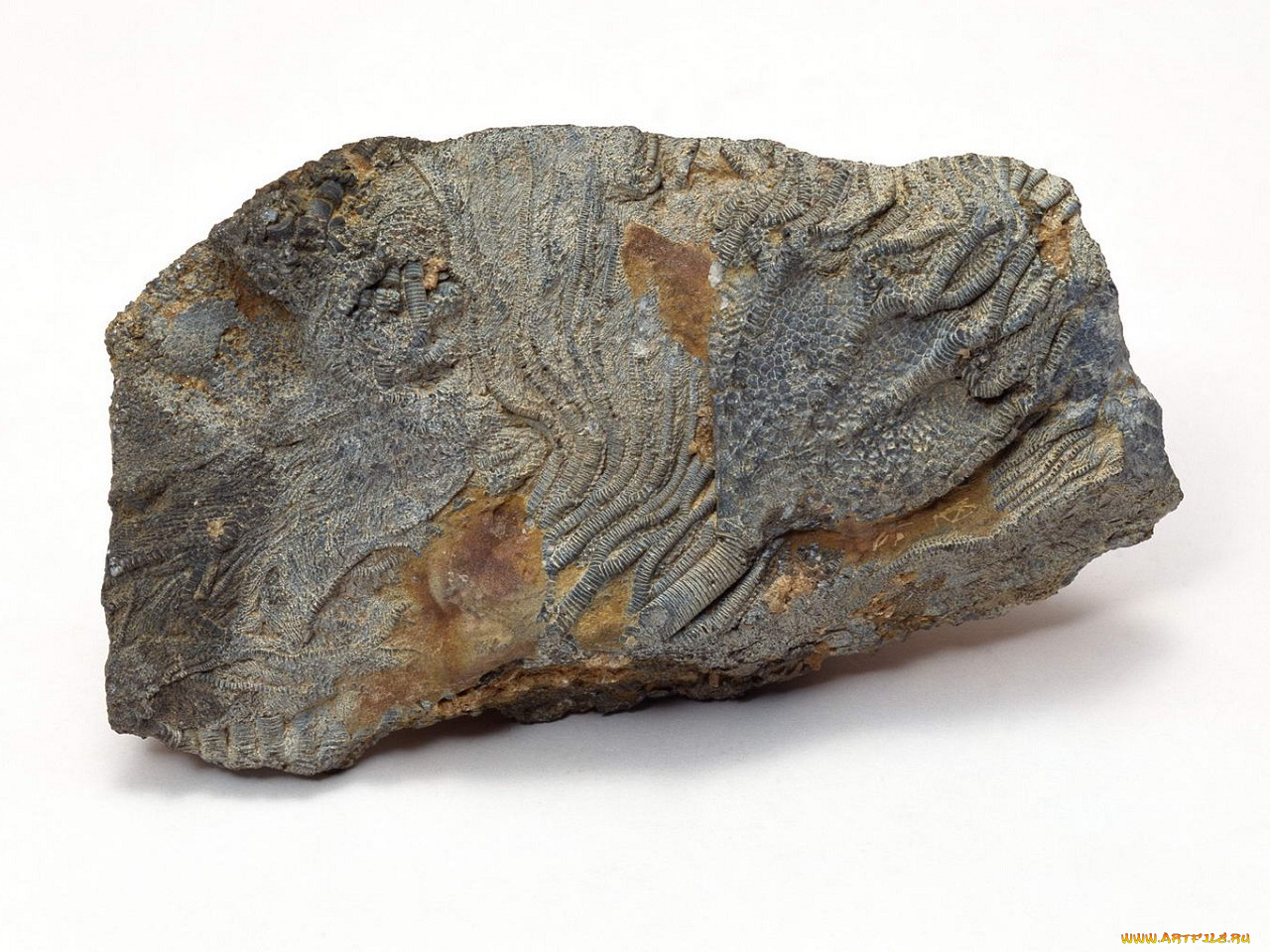 разное, ракушки, кораллы, декоративные, spa, камни