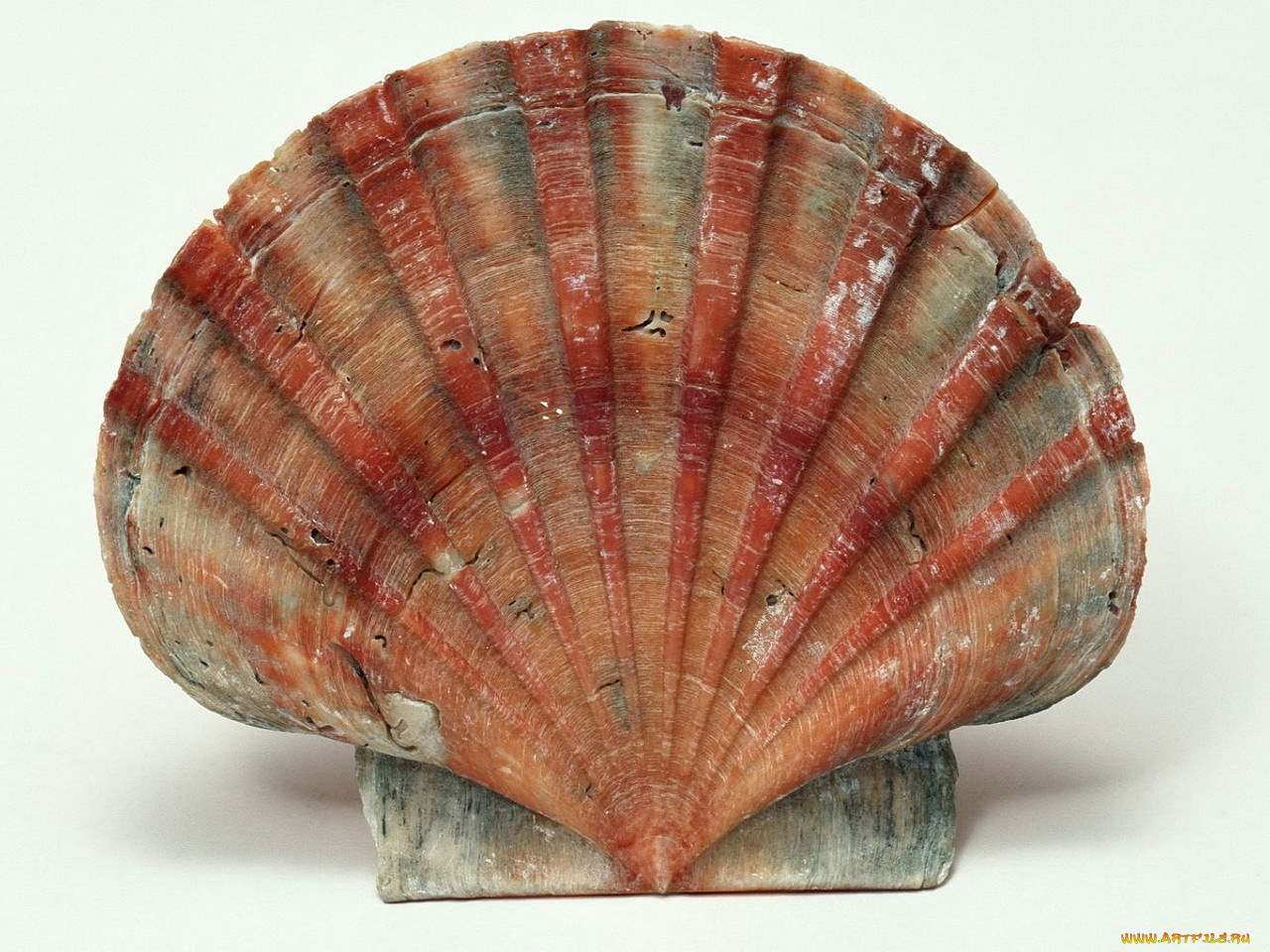 разное, ракушки, кораллы, декоративные, spa, камни