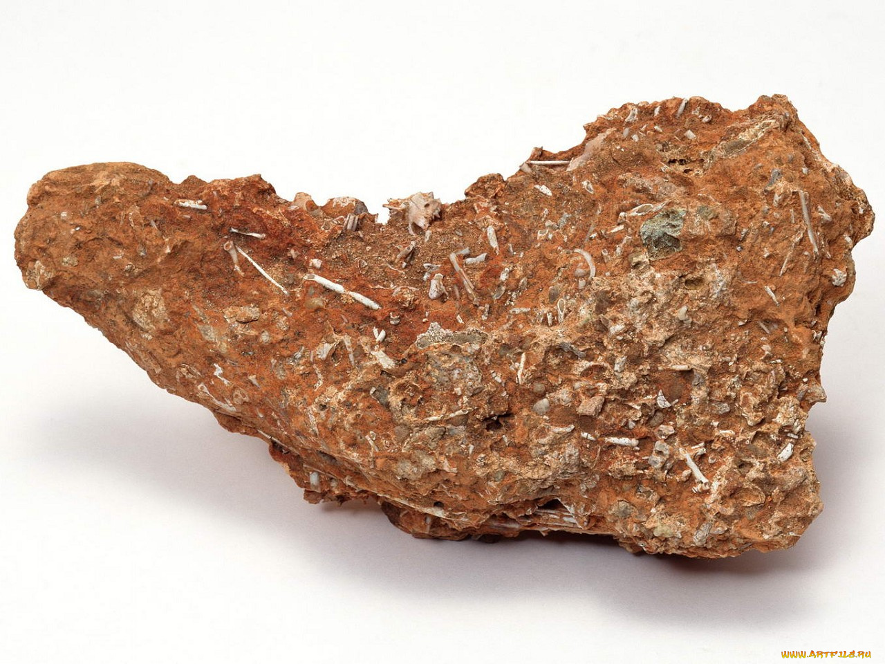 разное, ракушки, кораллы, декоративные, spa, камни