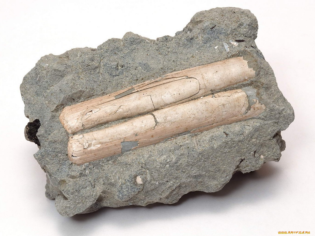 разное, ракушки, кораллы, декоративные, spa, камни