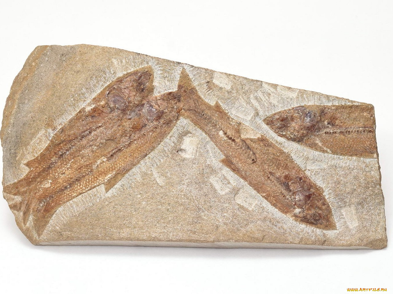 разное, ракушки, кораллы, декоративные, spa, камни