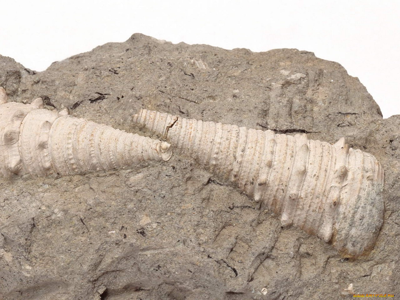 разное, ракушки, кораллы, декоративные, spa, камни