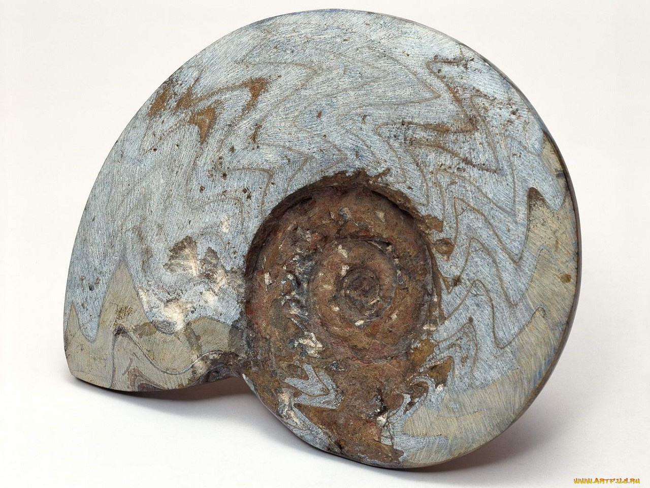 разное, ракушки, кораллы, декоративные, spa, камни