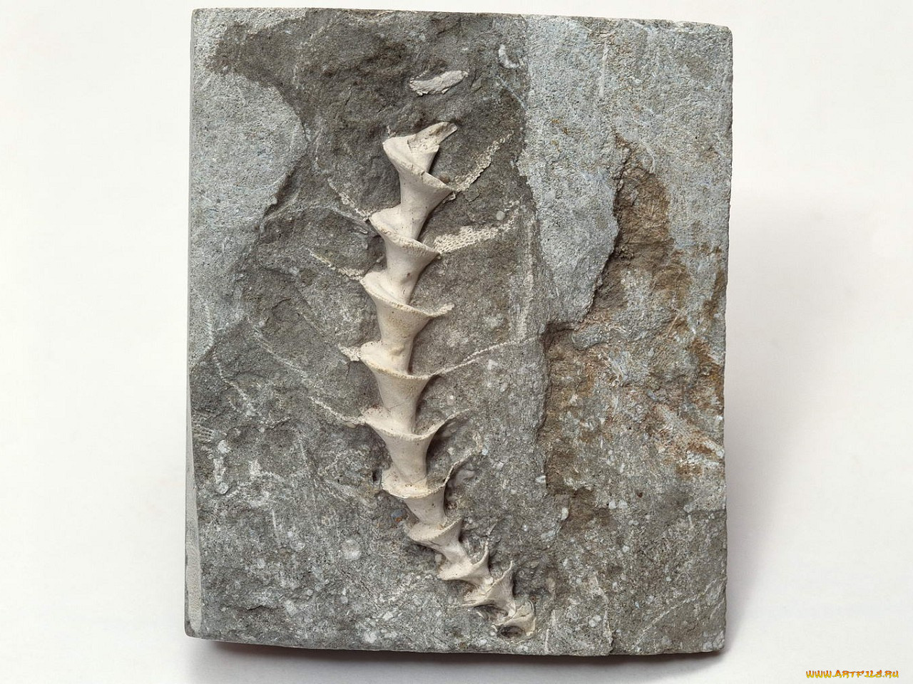 разное, ракушки, кораллы, декоративные, spa, камни