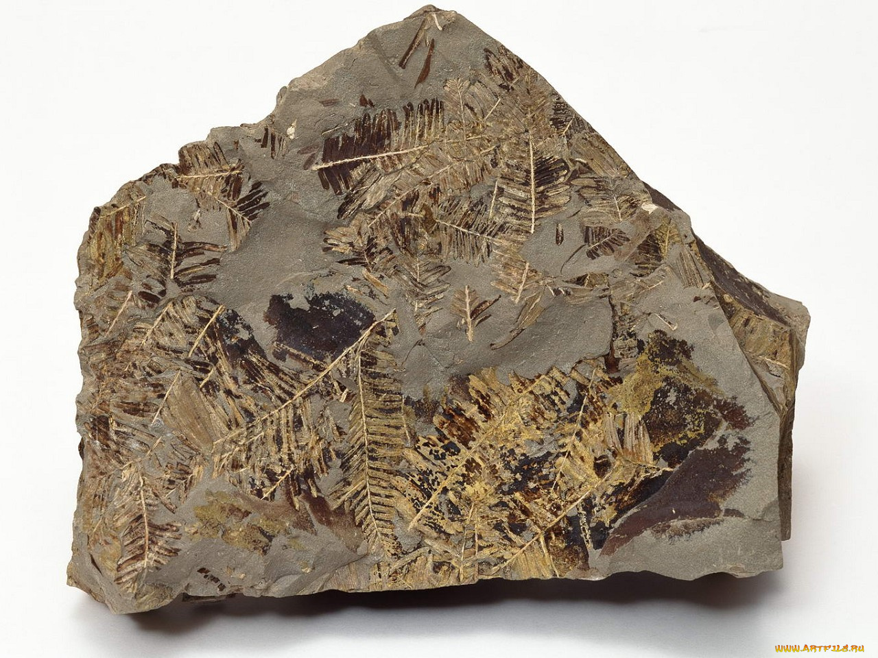 разное, ракушки, кораллы, декоративные, spa, камни