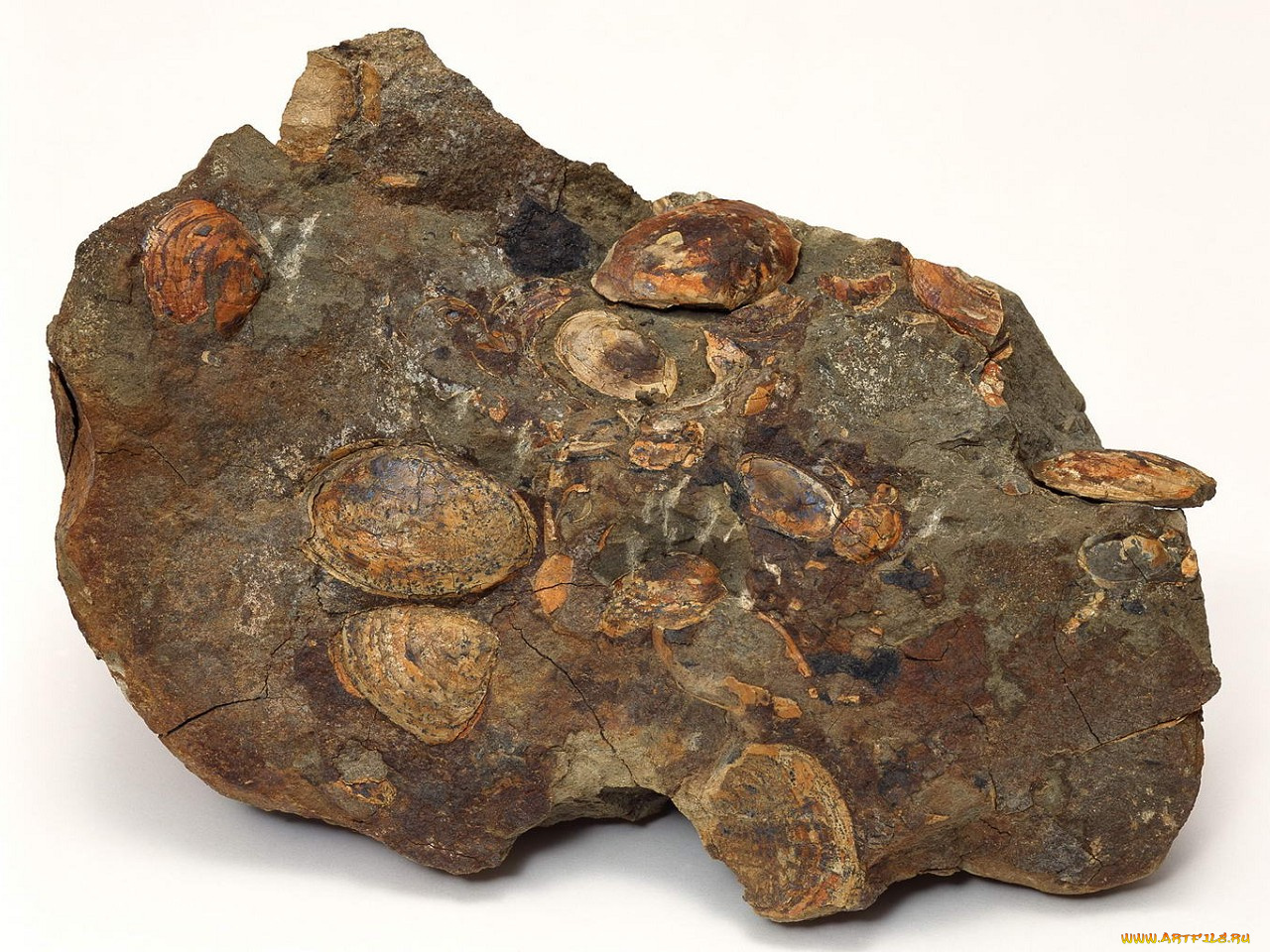 разное, ракушки, кораллы, декоративные, spa, камни