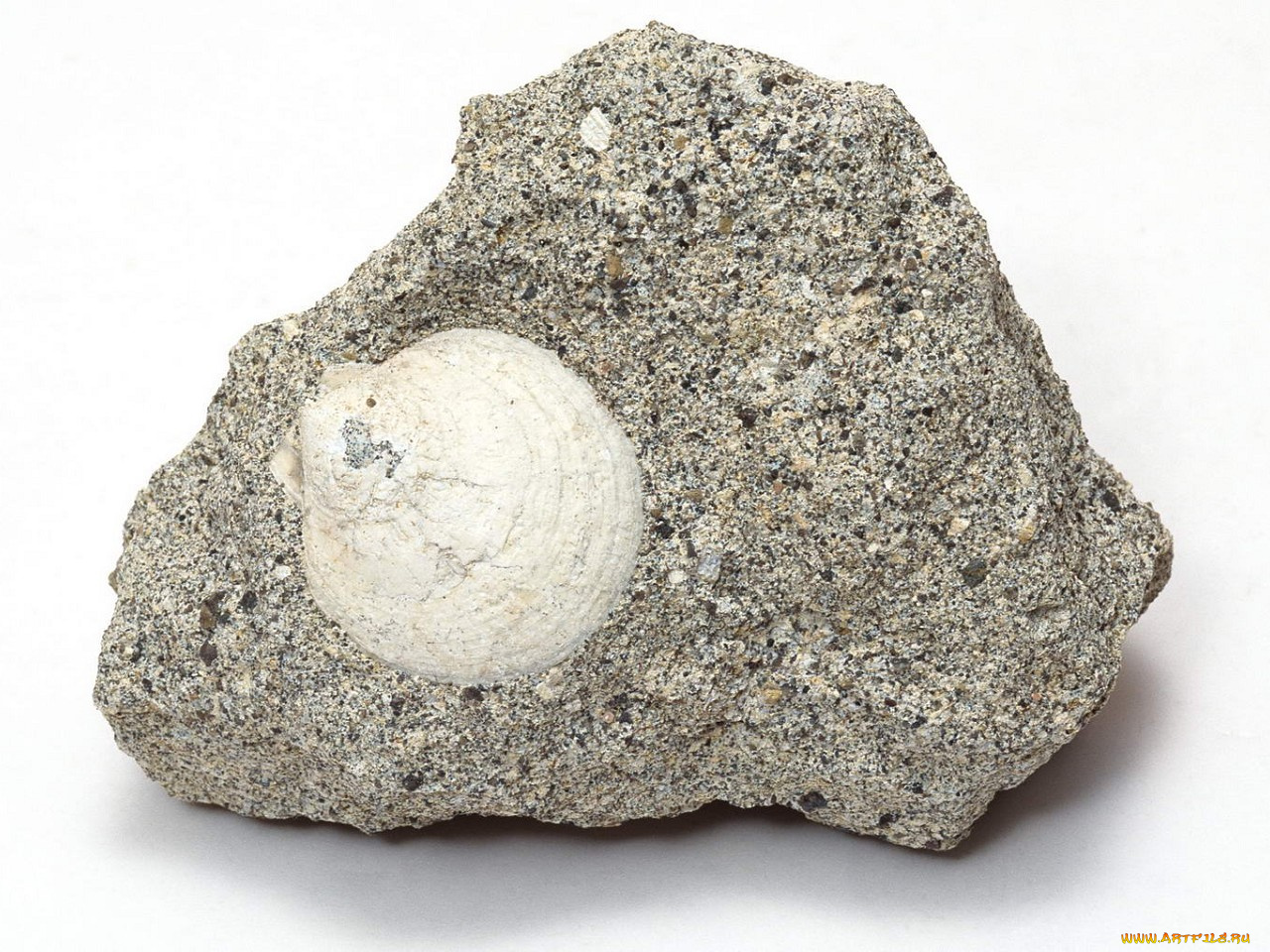 разное, ракушки, кораллы, декоративные, spa, камни