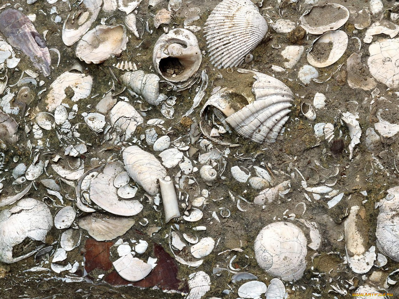 разное, ракушки, кораллы, декоративные, spa, камни