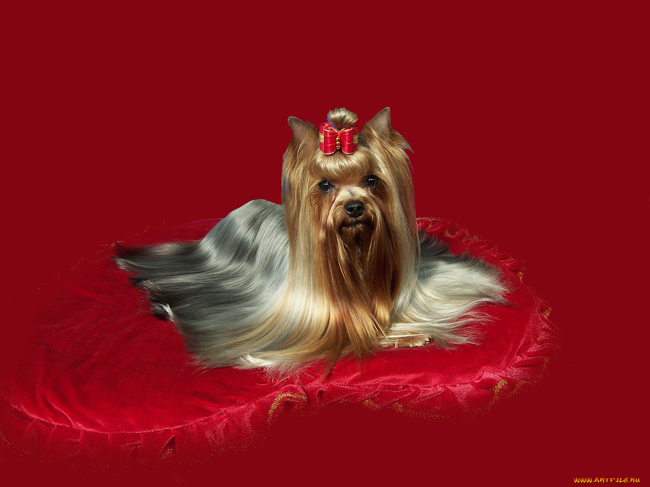 животные, собаки