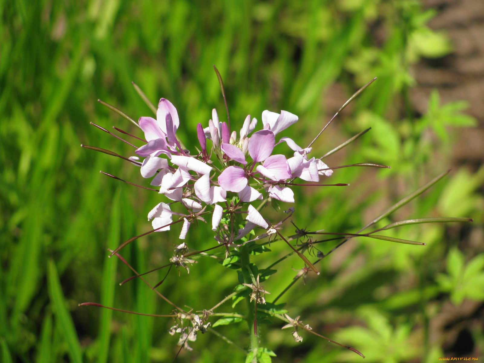 цветы, клеомы