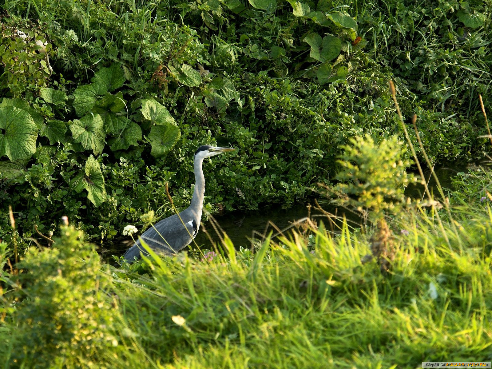 животные, цапли