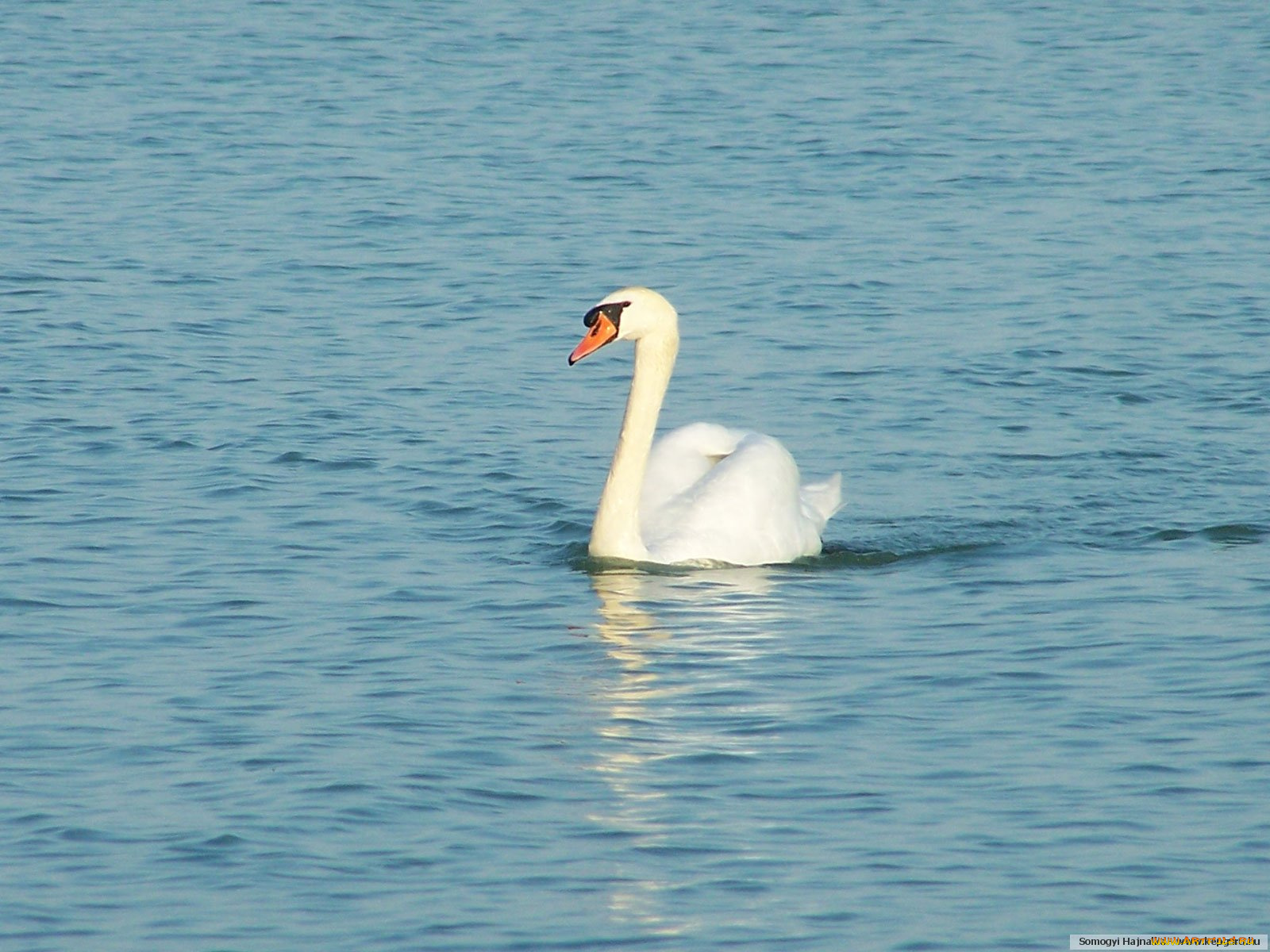животные, лебеди