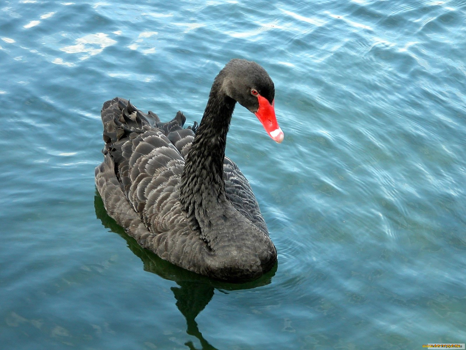 животные, лебеди