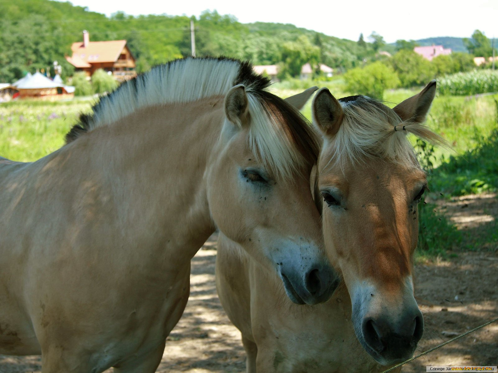 животные, лошади
