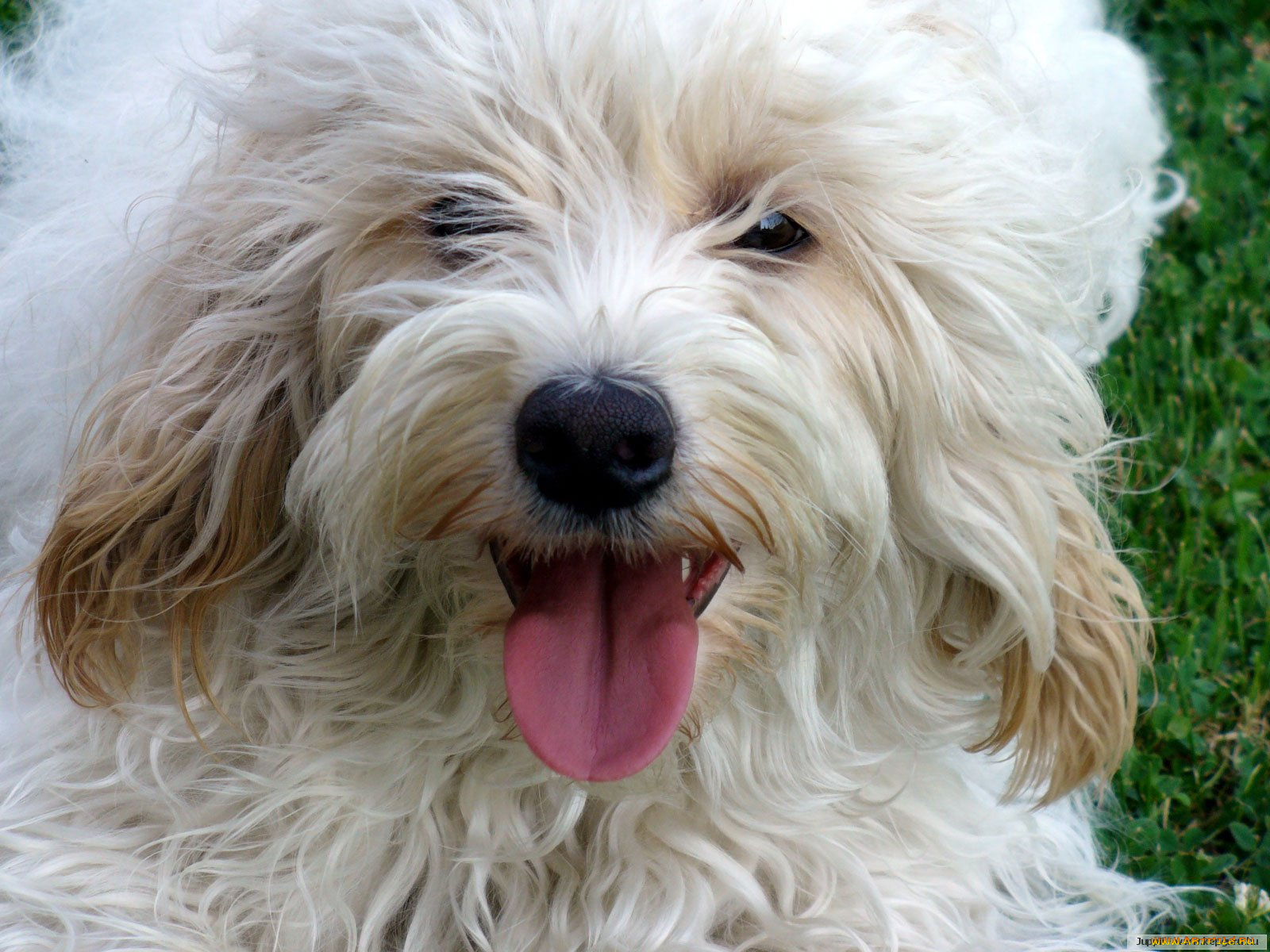 животные, собаки