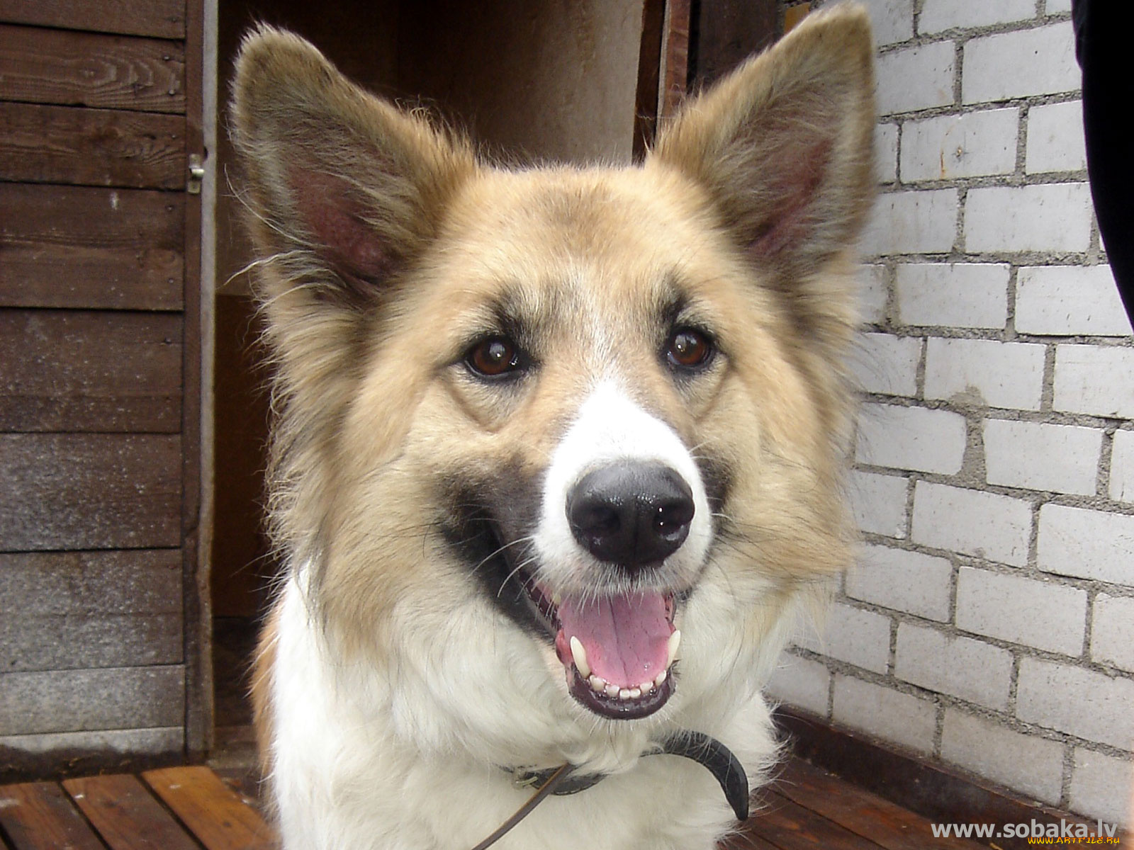 животные, собаки