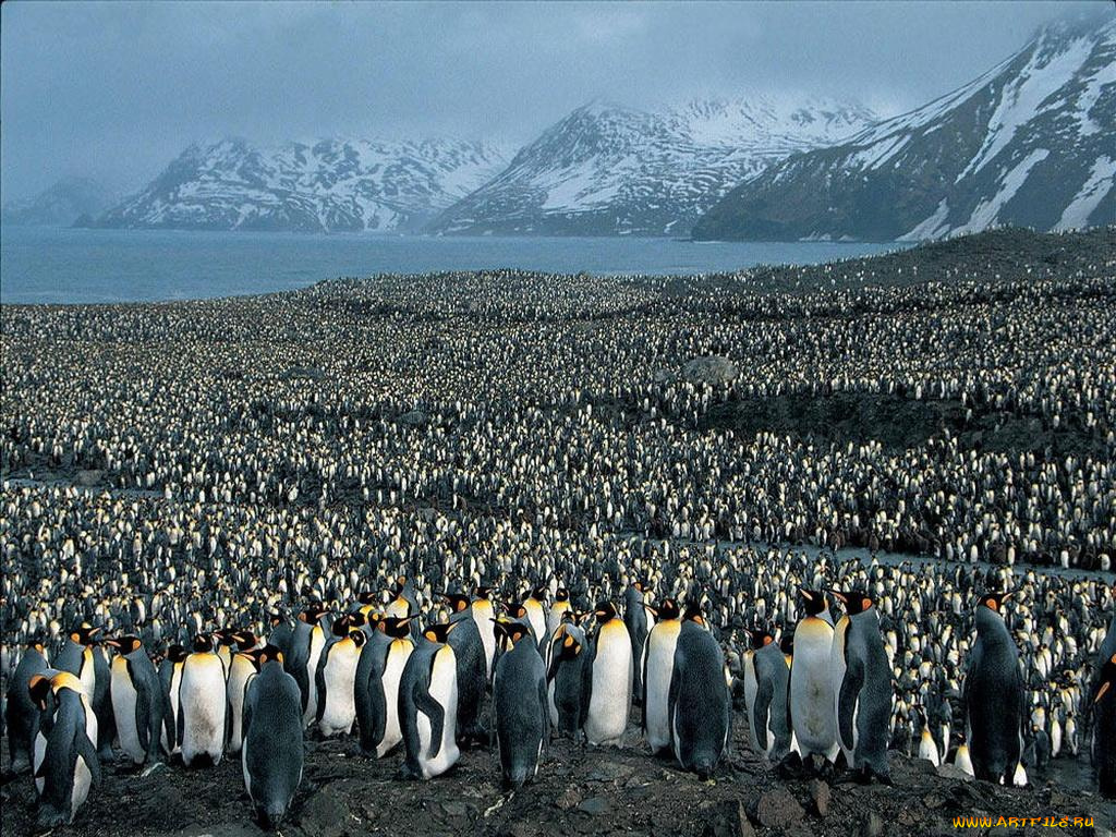 животные, пингвины