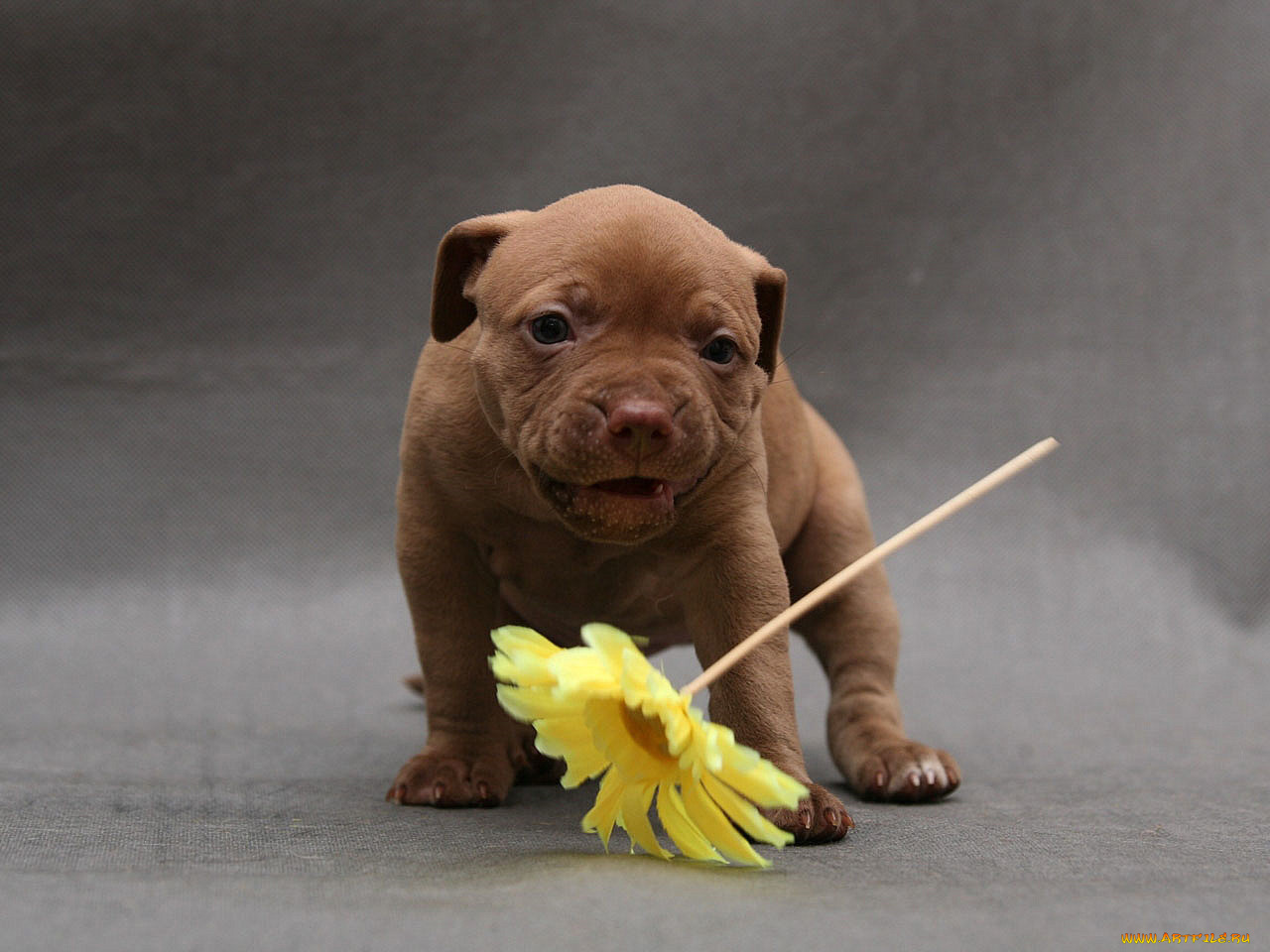 авт, ekaterina, koki, животные, собаки