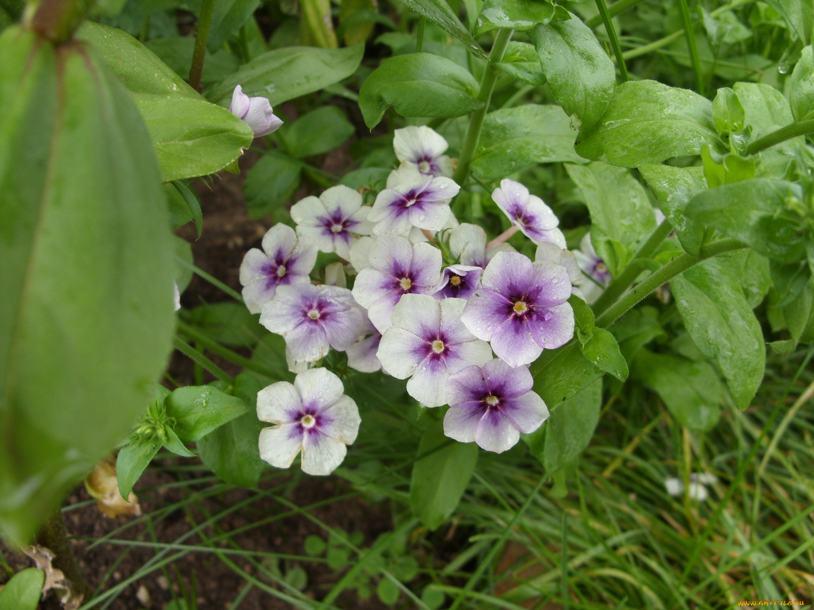 цветы, бальзамины