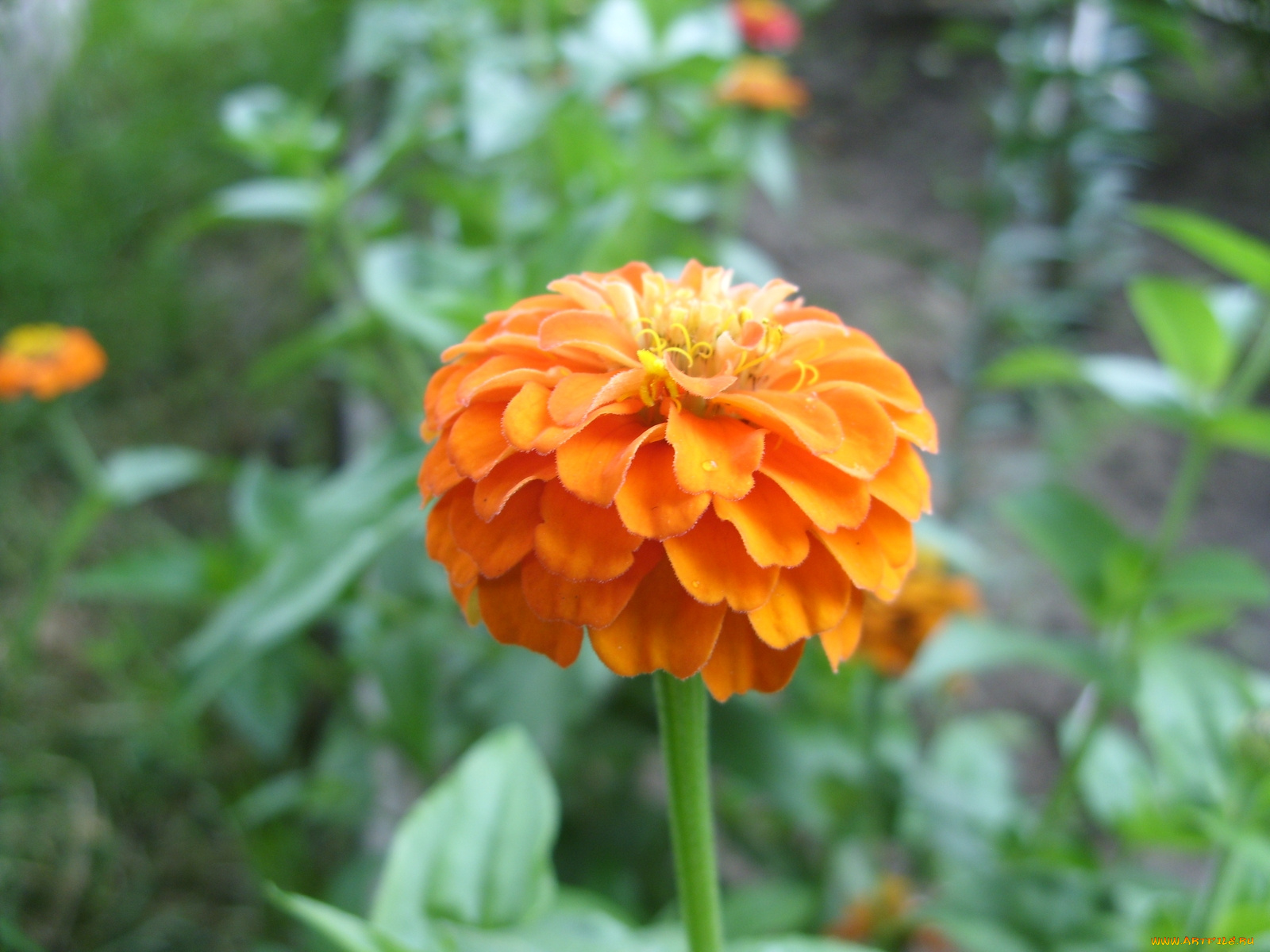 цветы, цинния