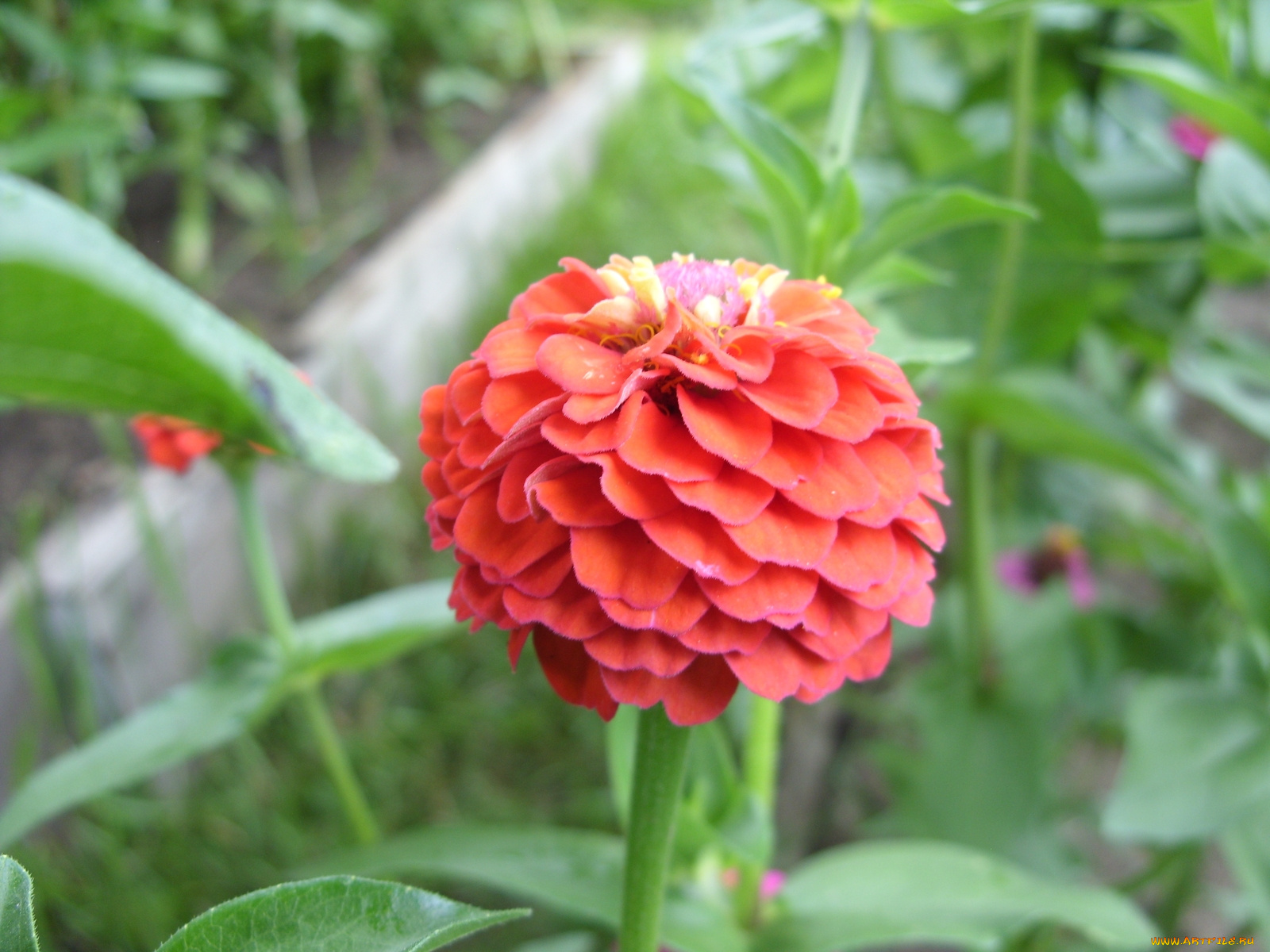 цветы, цинния